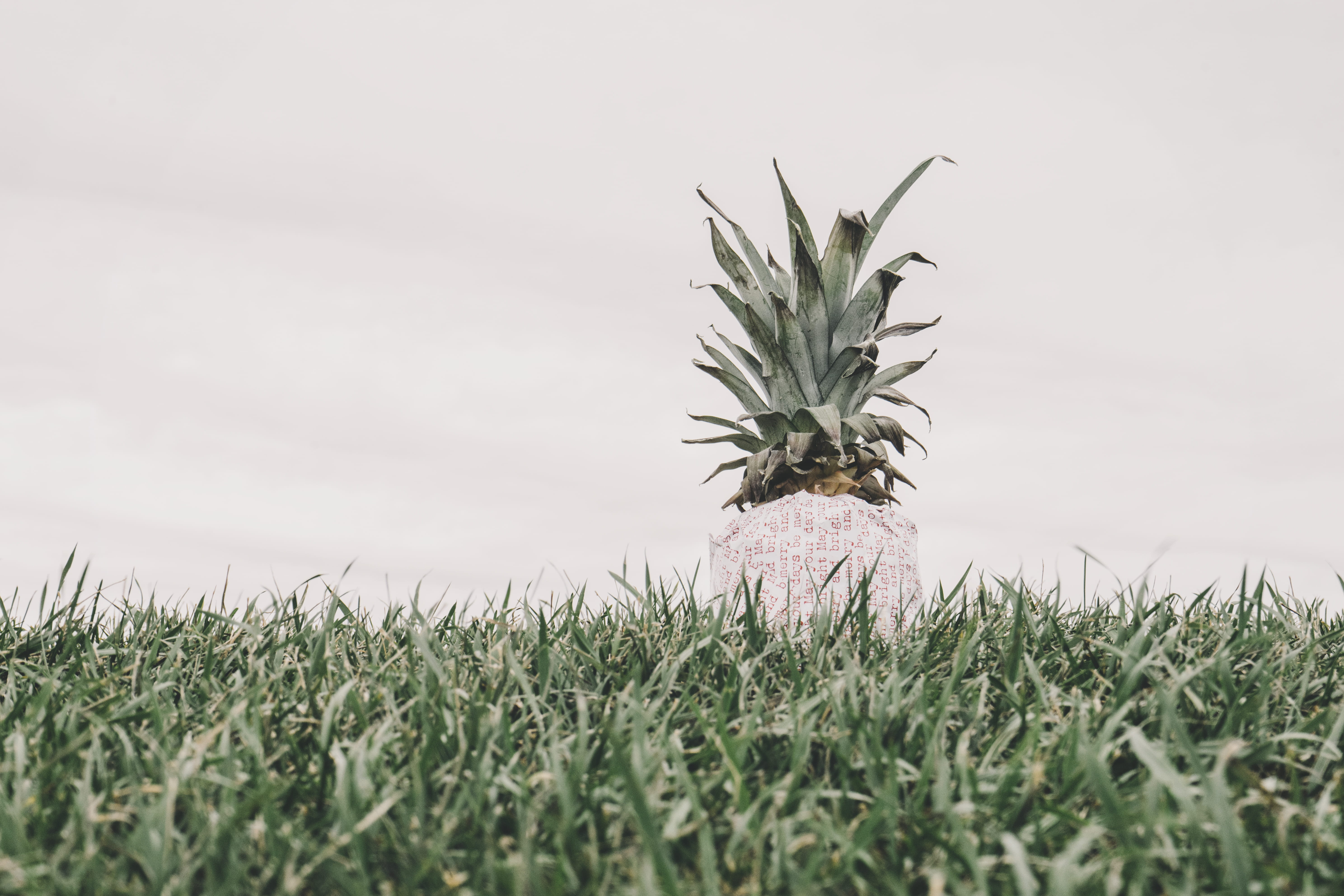 nature, tranquility, growth, white oaks park, jam, plant, no people, freshness, outdoor, melon, gift, flower, field, leek, pineapple, day, canada, landscape, HD Wallpaper