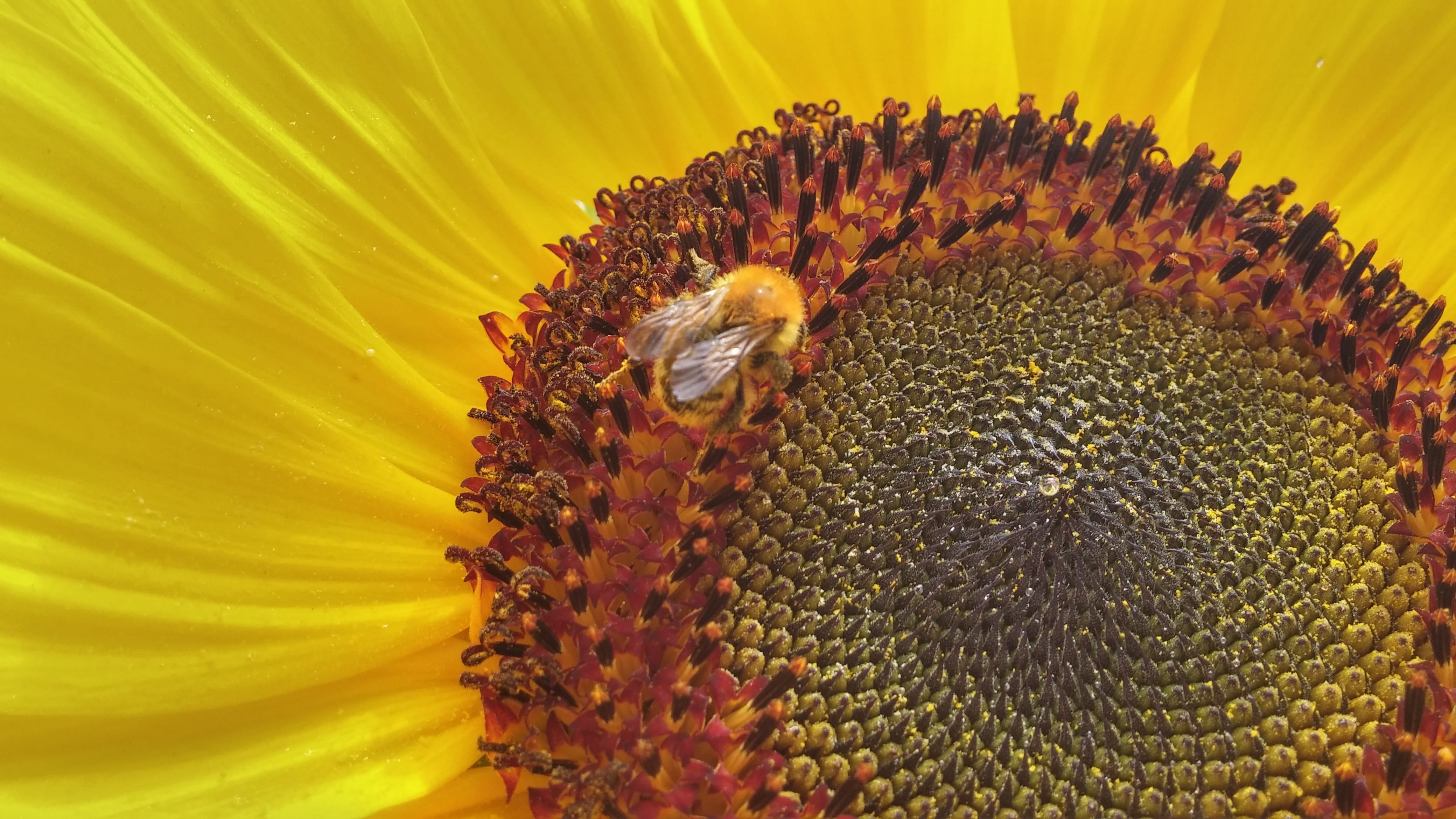 sunflower, flowering plant, inflorescence, invertebrate, no people, marine, freshness, petal, one animal, close-up, plant, animals in the wild, beauty in nature, HD Wallpaper