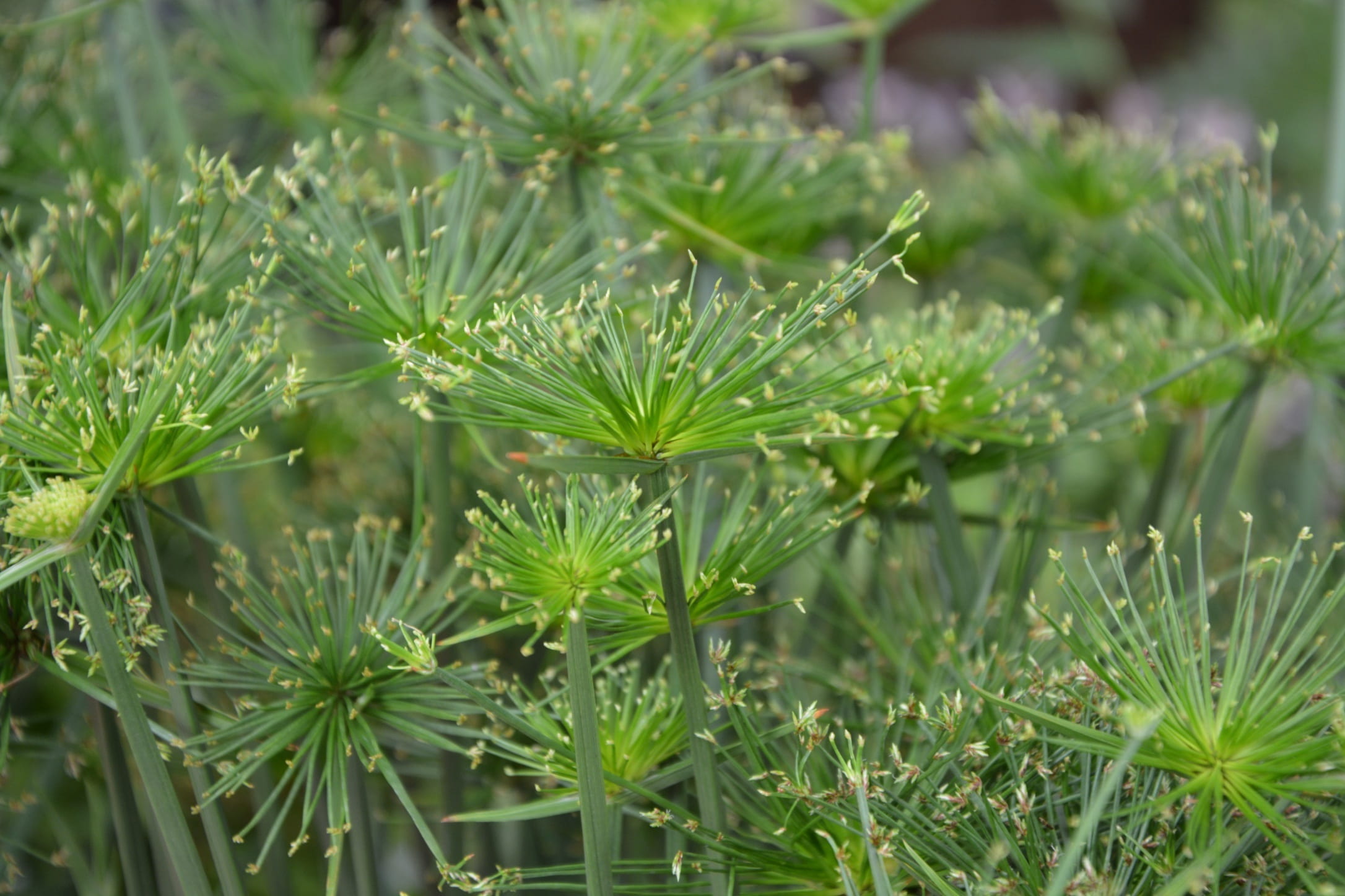 plant part, coniferous tree, decoration, no people, beauty in nature, day, deco, high angle view, outdoors, fragility, drop, 1080P, garden, nature, freshness, HD Wallpaper
