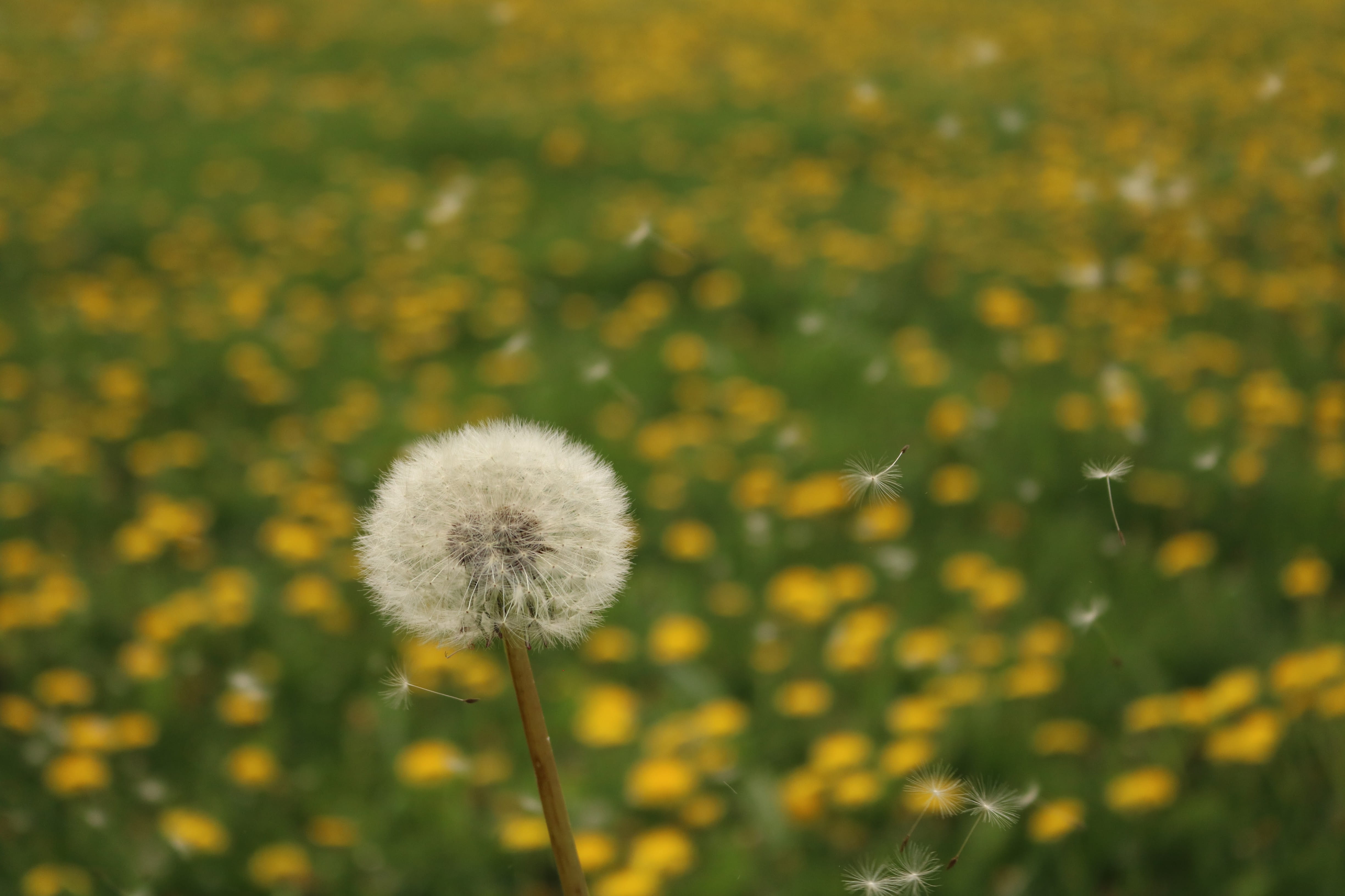 field, uncultivated, nature, dandelion seed, blossom, inflorescence, summer, no people, bloom, flower, softness, yellow, outdoors, seed, freshness, flowering plant, HD Wallpaper
