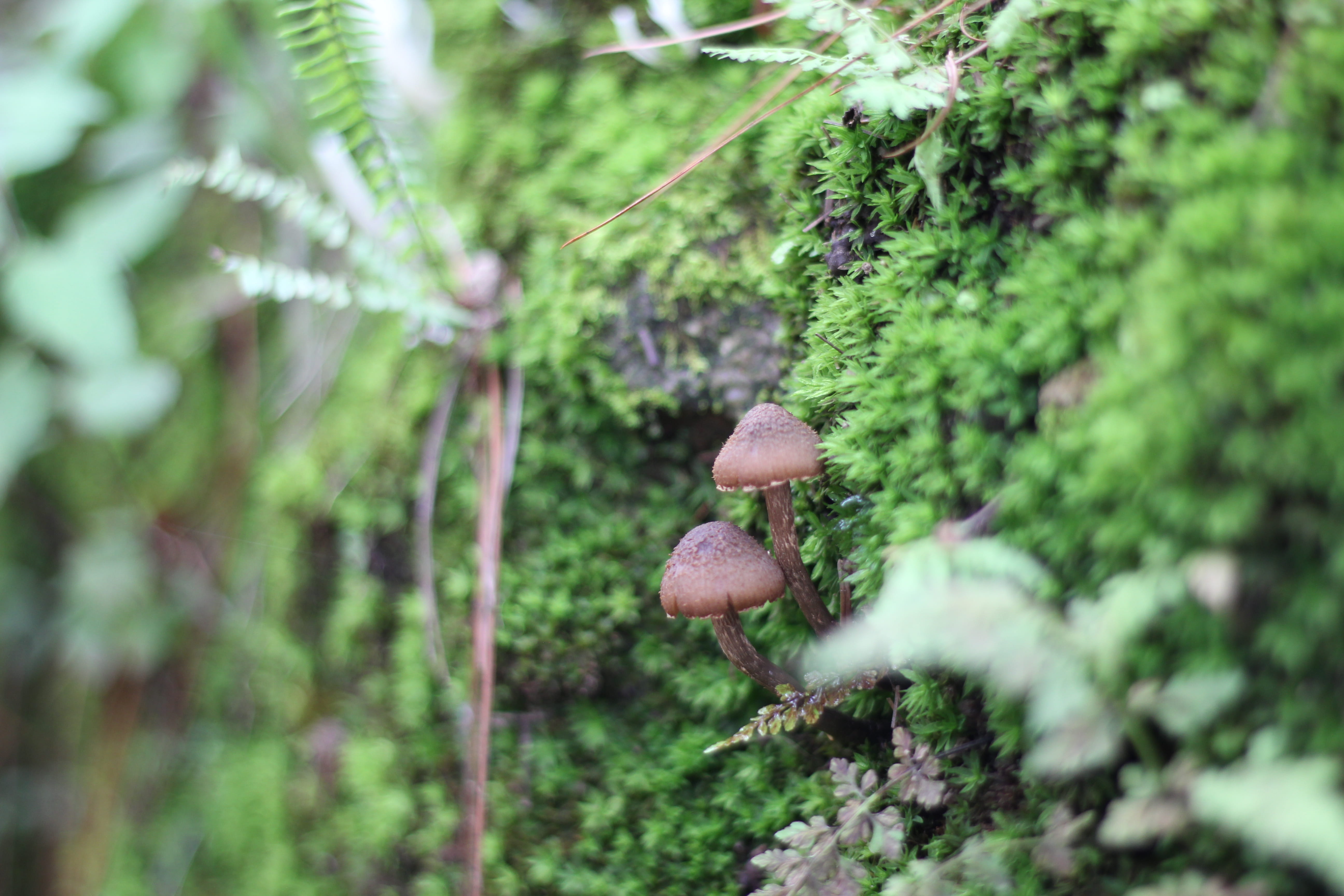 agaric, toadstool, food and drink, outdoors, #mushroom #nature #green #leaf #canon #wood #rain #lake #camp #photo, beauty in nature, land, nature, focus on foreground, HD Wallpaper
