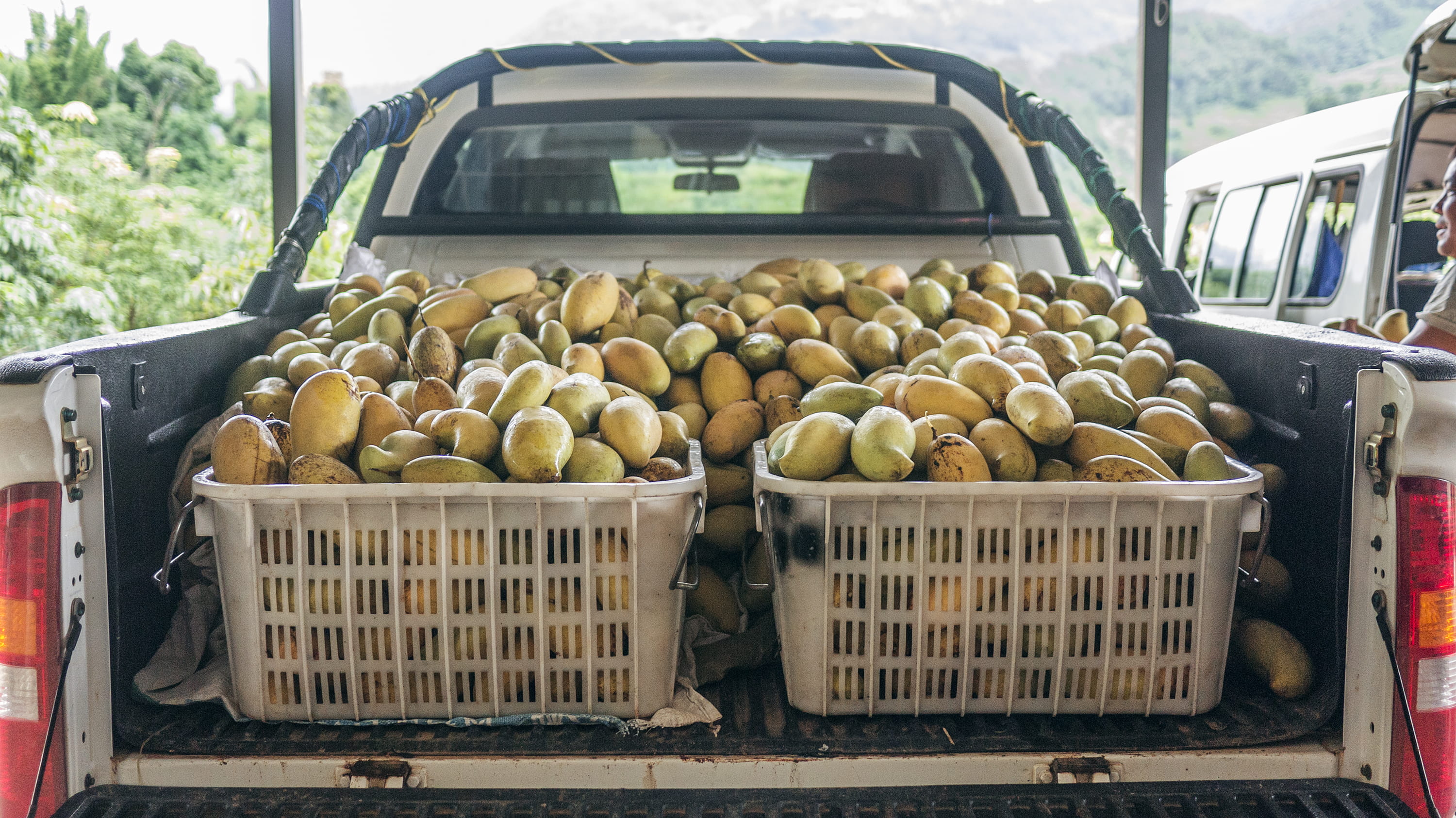 melon, crate, pickup, apricot, day, healthy eating, market, travel, human, quince, undershirt, daytime, pomelo, fruits, food and drink, grapefruit, retail, HD Wallpaper
