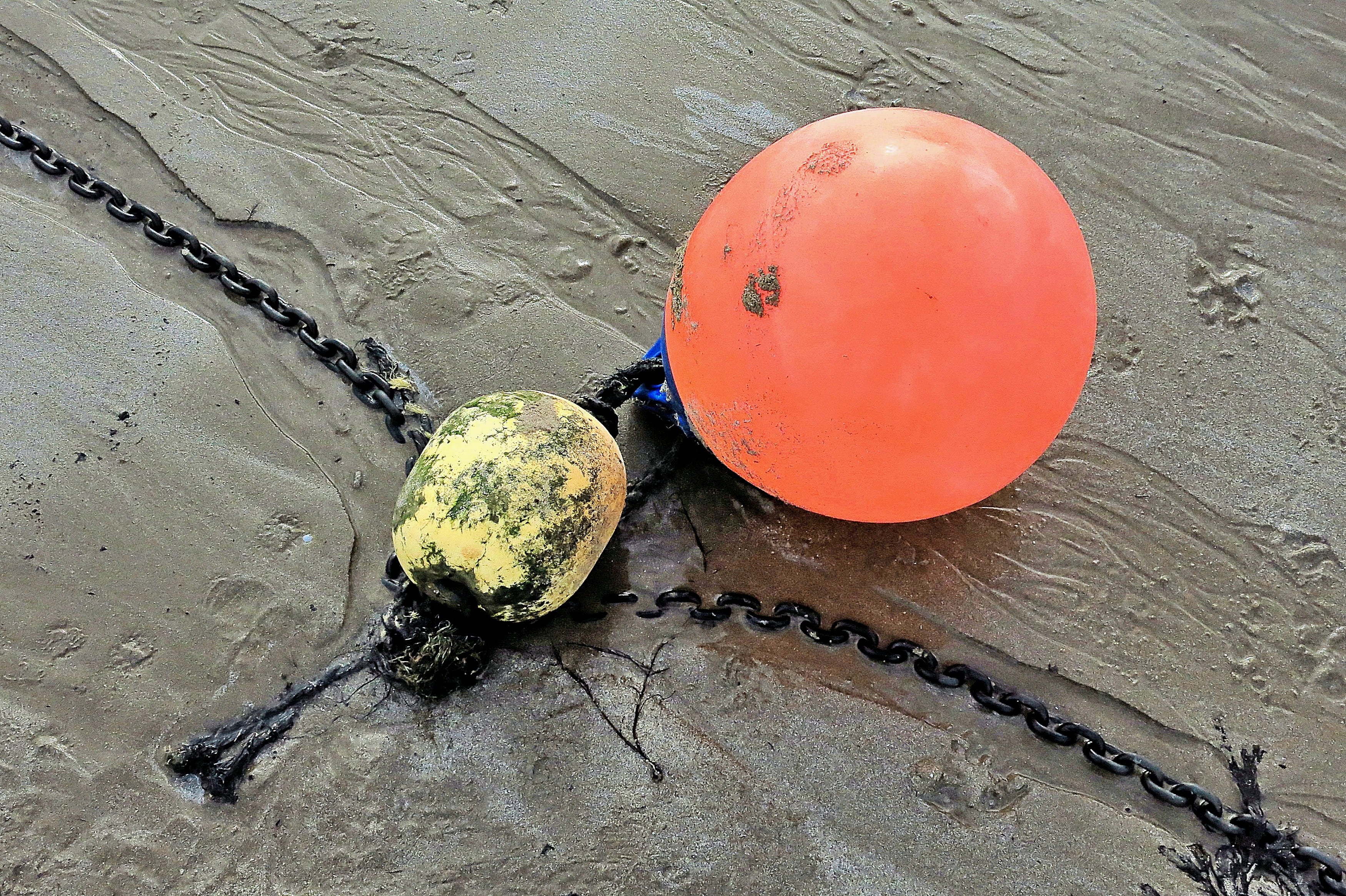 buoy, orange, fruit, helmet, wood - material, water, day, waterfowl, crash helmet, blossom, coconut, red, produce, close-up, high angle view, bird, mallard, HD Wallpaper
