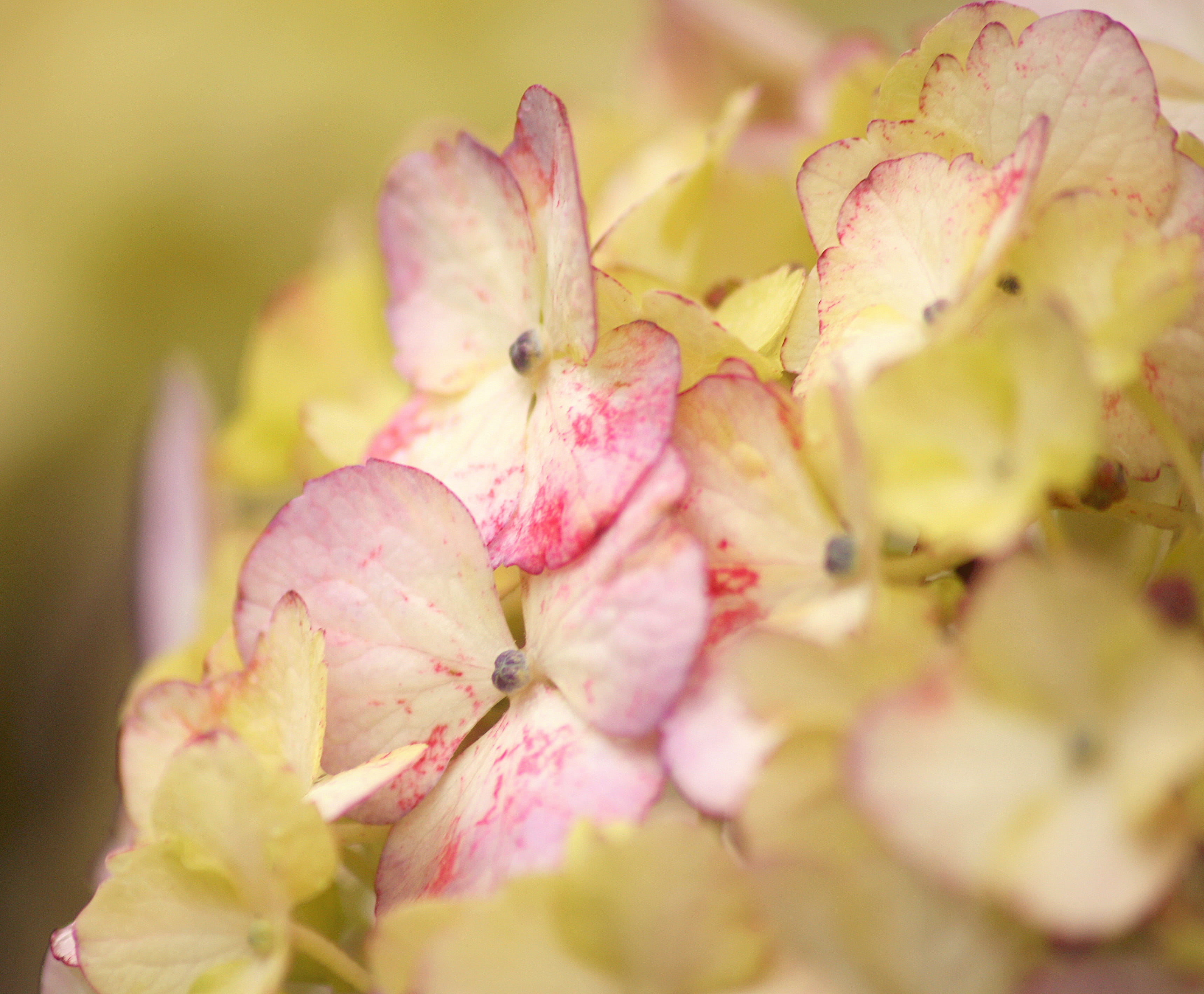 outdoors, flower arrangement, long sleeve, beauty in nature, petal, grapefruit, veins, flower bouquet, animal, produce, apparel, pink, springtime, flower, HD Wallpaper