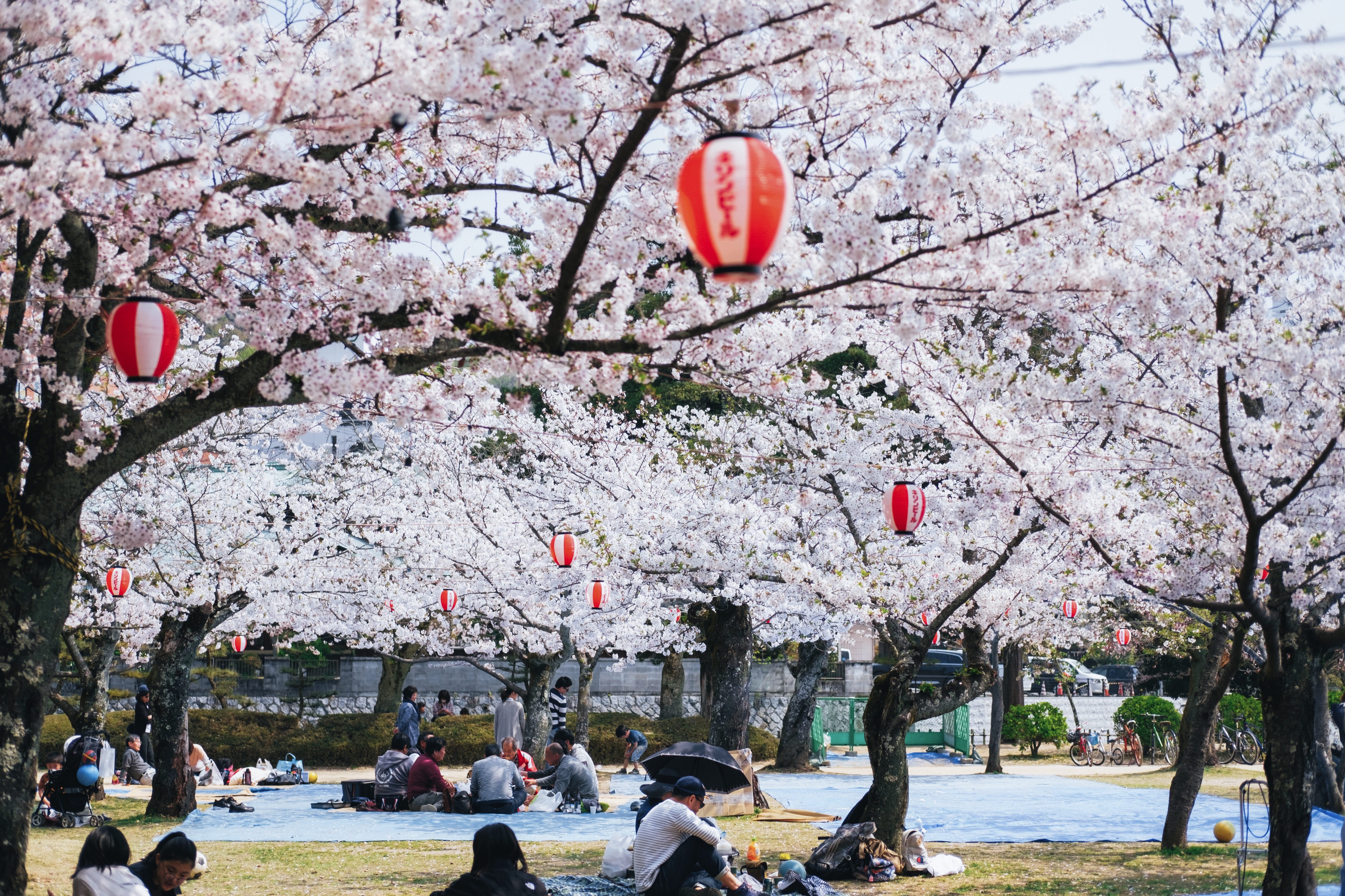 men, architecture, produce, blossom, motorcycle, citrus fruit, near, bicycle, human, springtime, real people, tree, vehicle, food, person, bike, cherry tree, HD Wallpaper