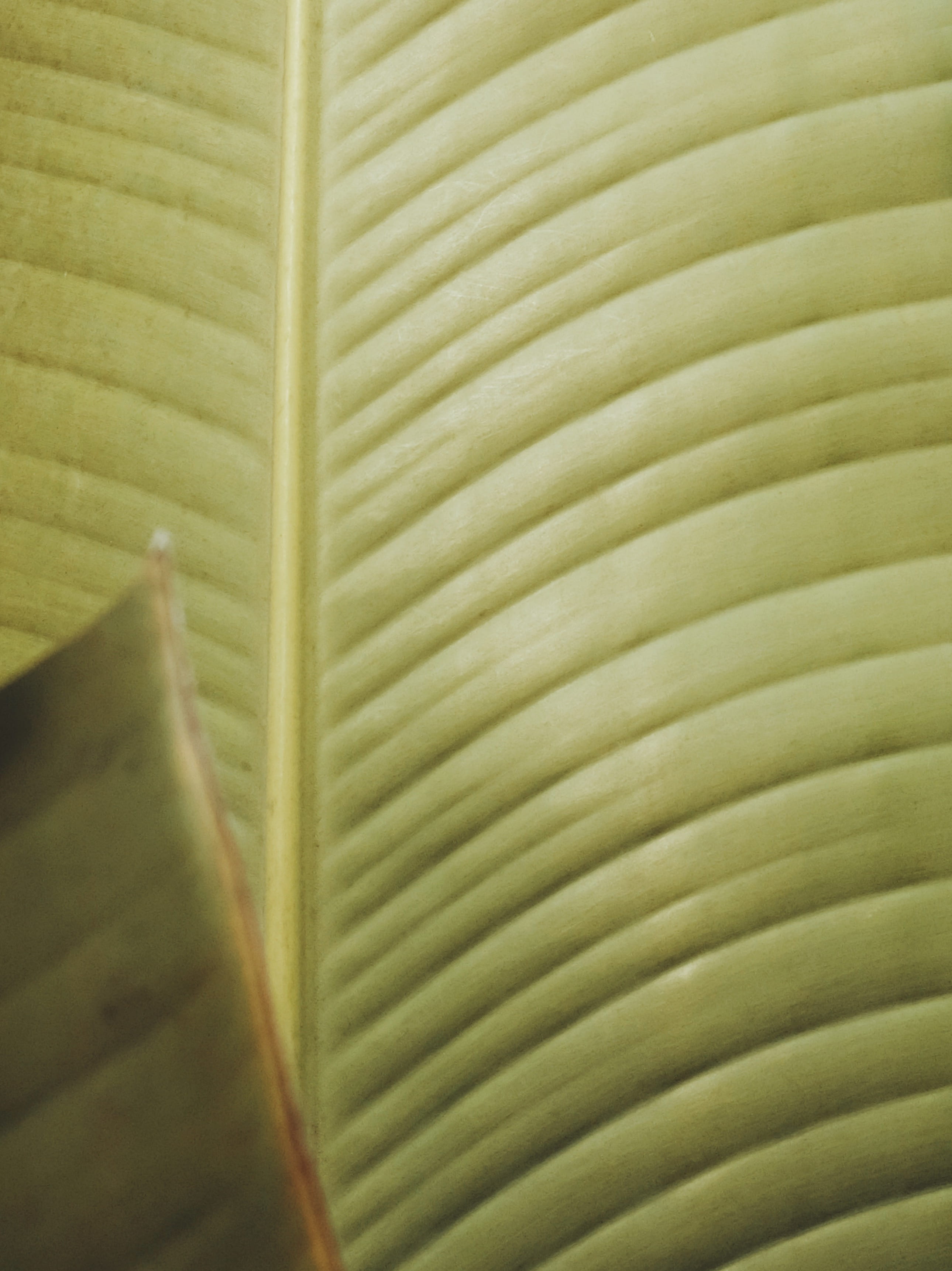 texture, fruit, machine, lamp, palm tree, food, zipper, appliance, leaf, 2K, no people, tropical climate, sliced, leaves, day, rug, green color, selective focus, Phone HD Wallpaper