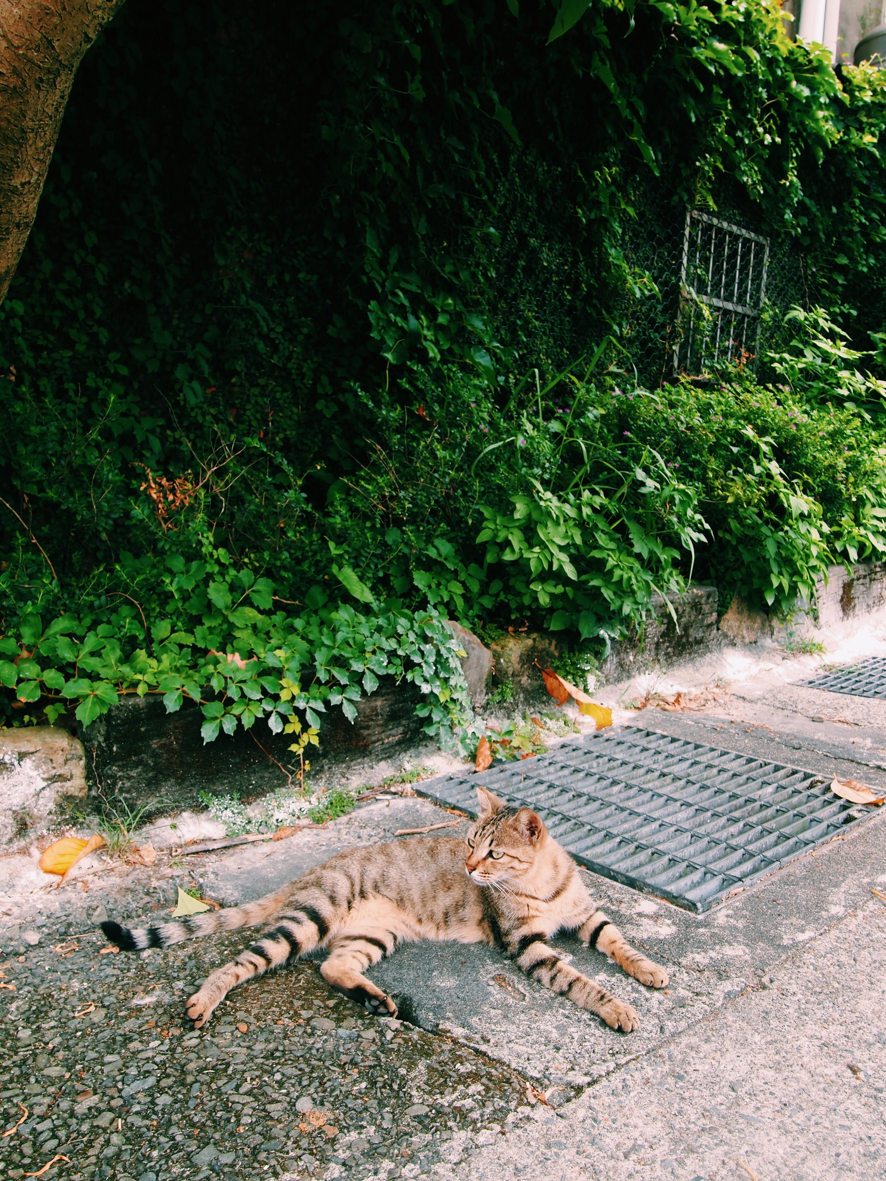 leaves, cat, lying down, cats, domestic cat, day, animal themes, jioufen, feline, plants, domestic animals, relaxation, taiwan, leaf, jiufen, high angle view, Phone HD Wallpaper