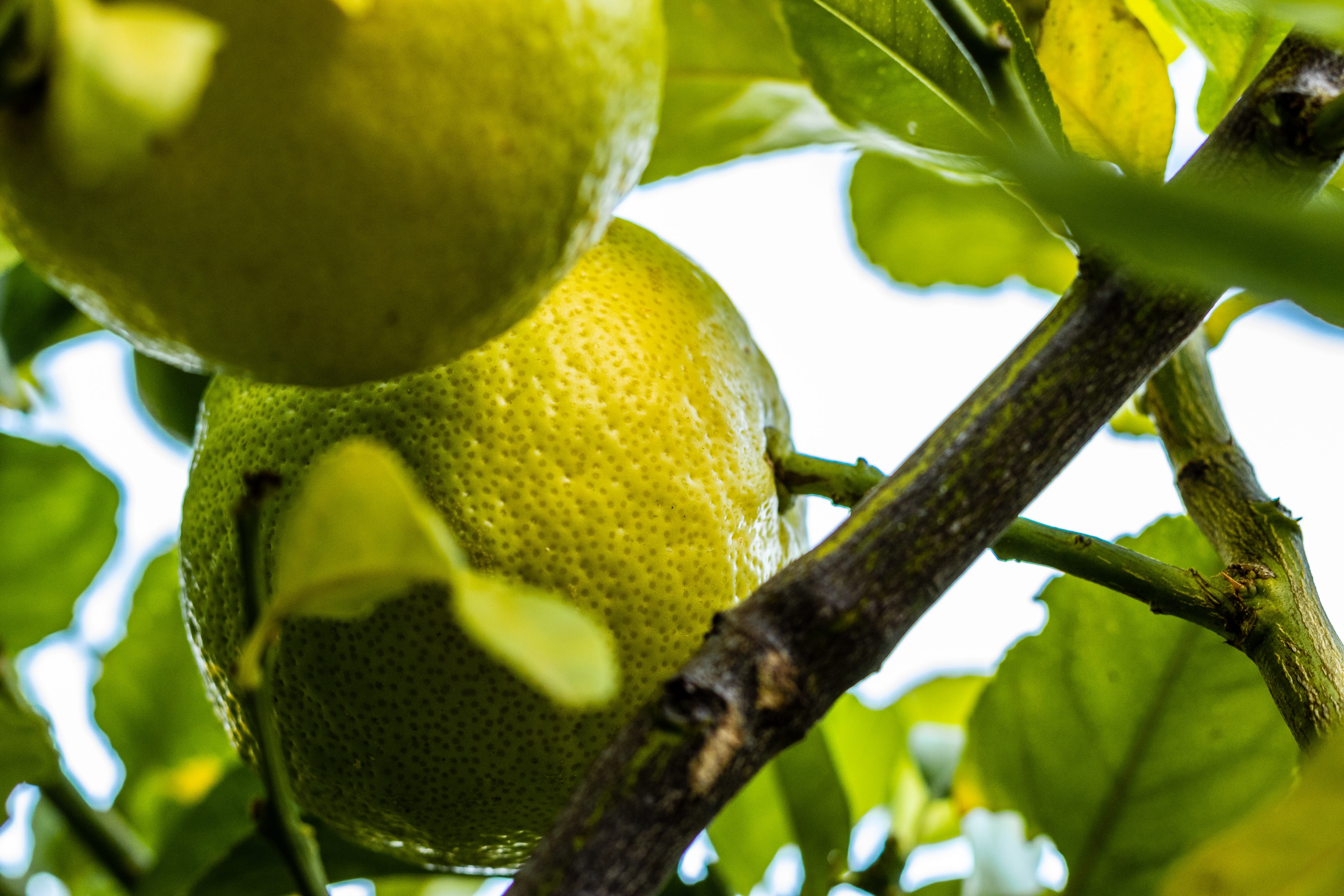 reptile, outdoors, sour taste, droplet, papaya, durian, snake, fruit tree, produce, lemon tree, healthy eating, veins, close-up, nature, animal, leaf, plant part, HD Wallpaper