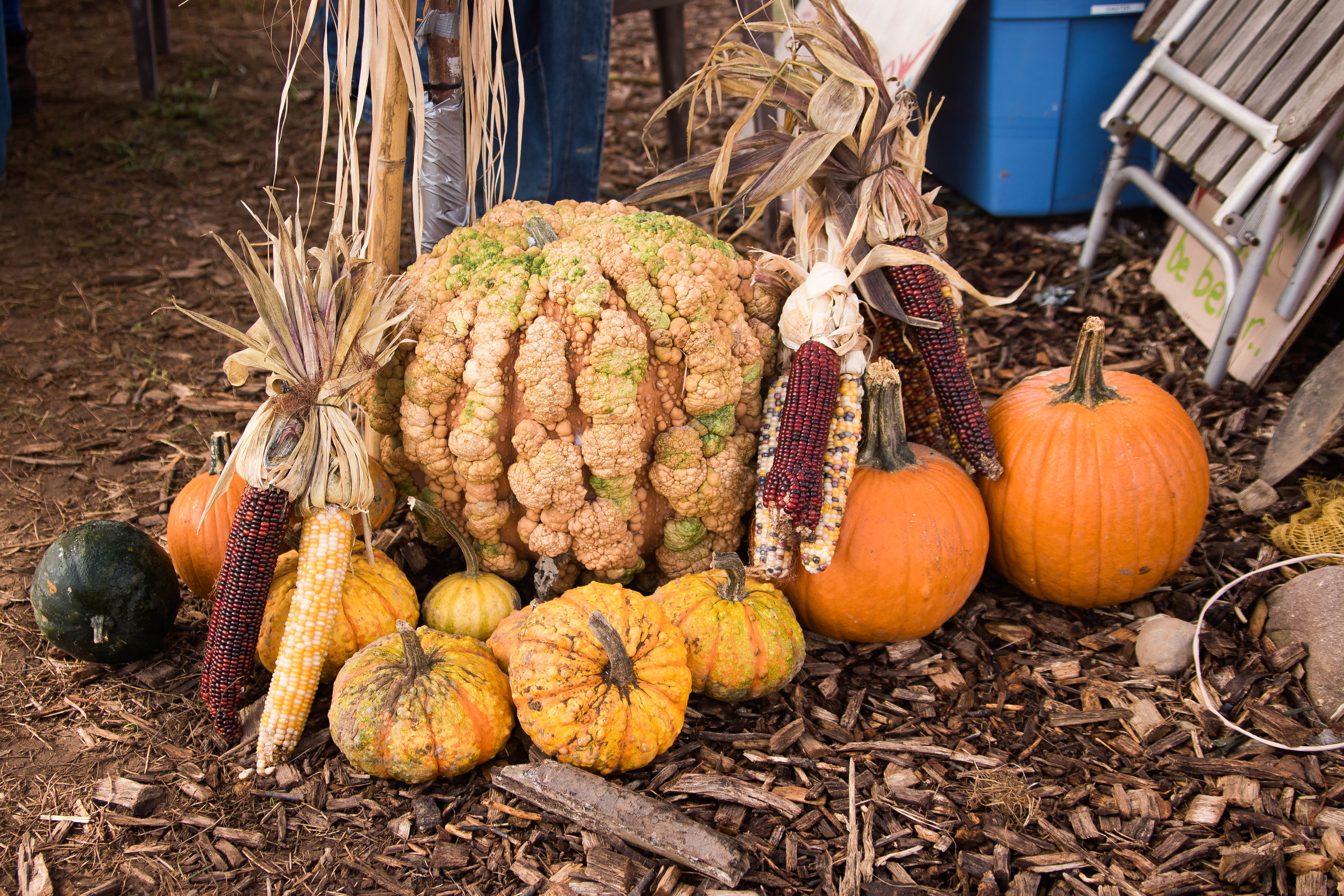 fruit, ground, fruits, food and drink, celebration, food, day, produce, flora, grain, coconut, autumn, agriculture, halloween, ball, nature, wellbeing, HD Wallpaper