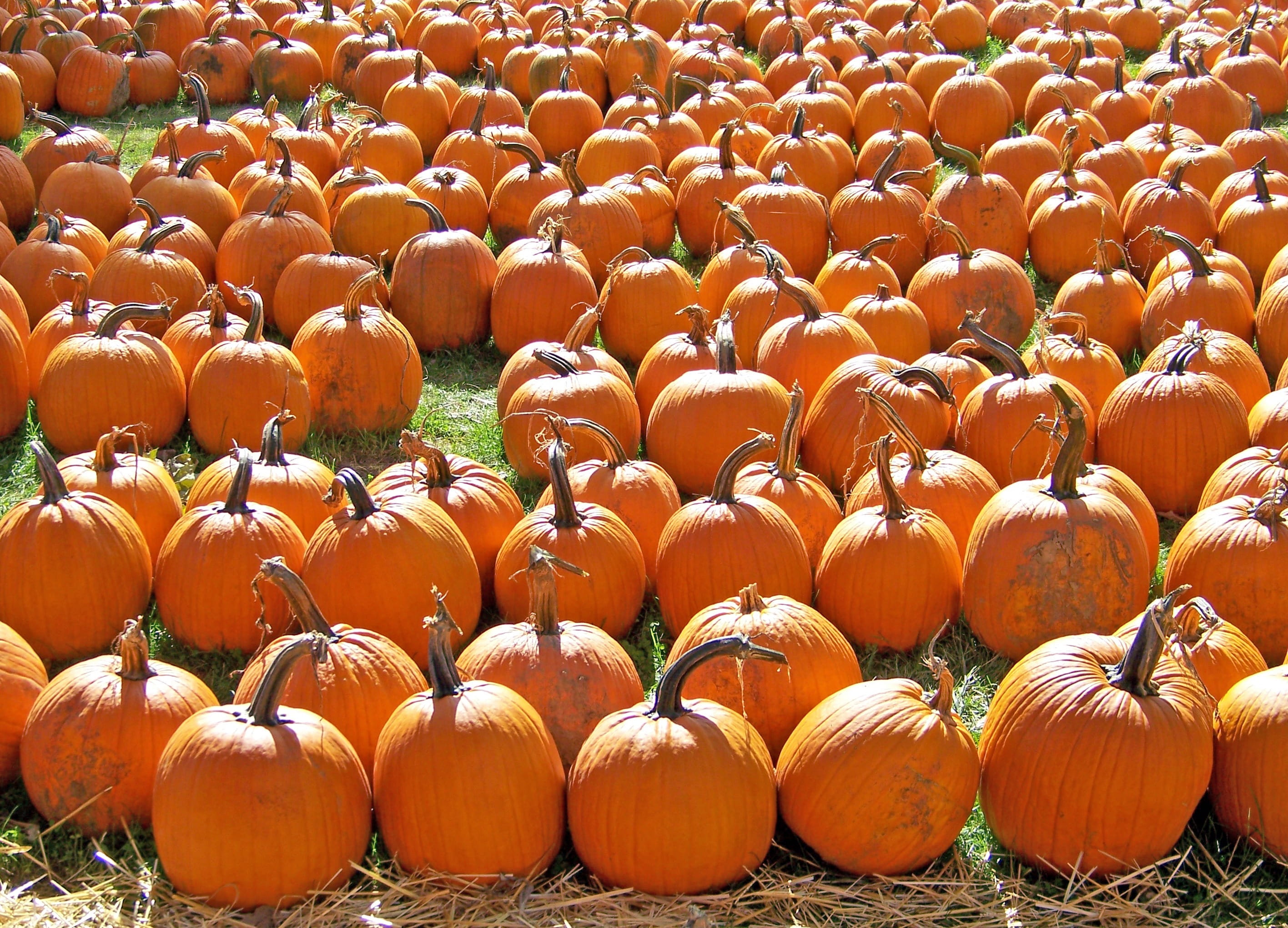 agriculture, market, gourd, in a row, green, side by side, jack-o-lantern, orange color, abundance, ranch, large group of objects, thanksgiving, cultivated, HD Wallpaper