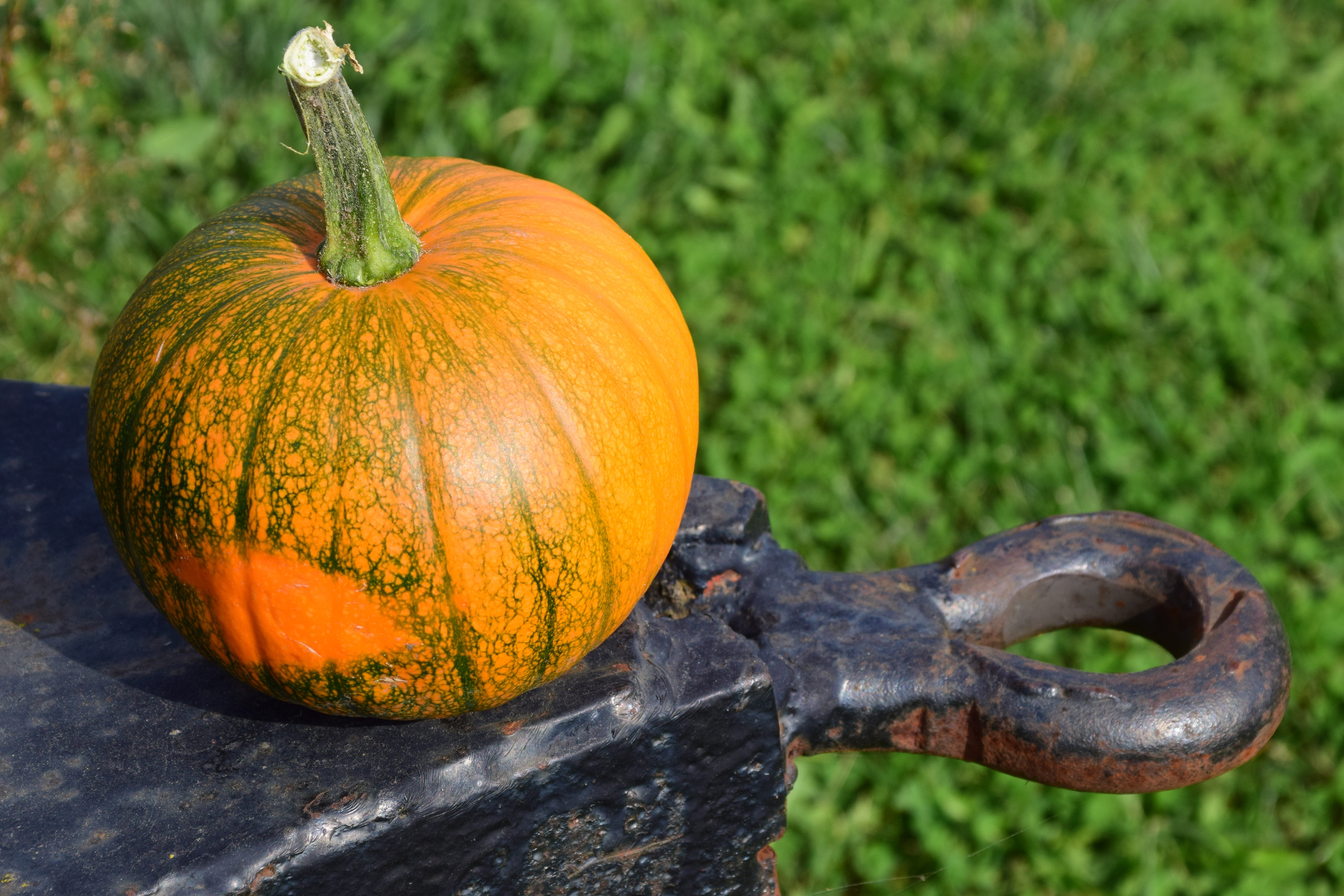 outdoors, focus on foreground, wellbeing, squash, harvester, no people, day, agriculture, nature, plant, vegetable, fruits, surface, black, autumn, harvest, HD Wallpaper