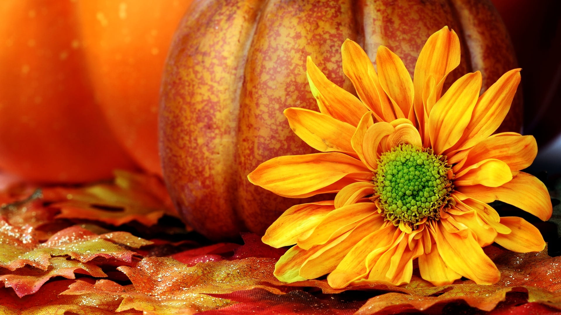 growth, vegetable, nature, flower head, orange color, yellow, 1080P, seasonal, fragility, pollen, holiday, flower, fruit, season, focus on foreground, HD Wallpaper