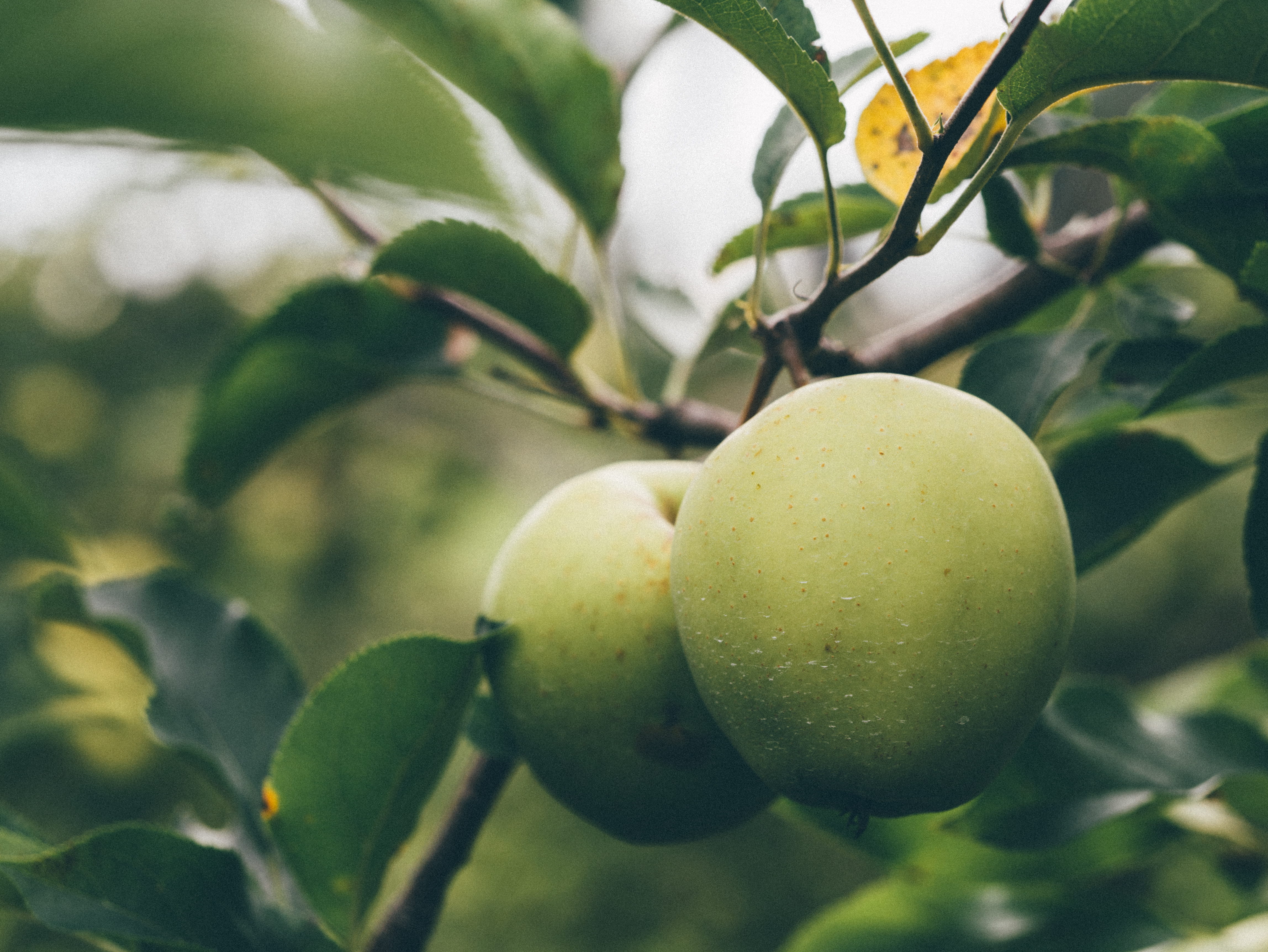 beauty in nature, no people, food and drink, kiwi, plant, veins, wellbeing, nature, leaf, tree, farm, produce, 4K, food, outdoors, grapefruit, plant part, HD Wallpaper