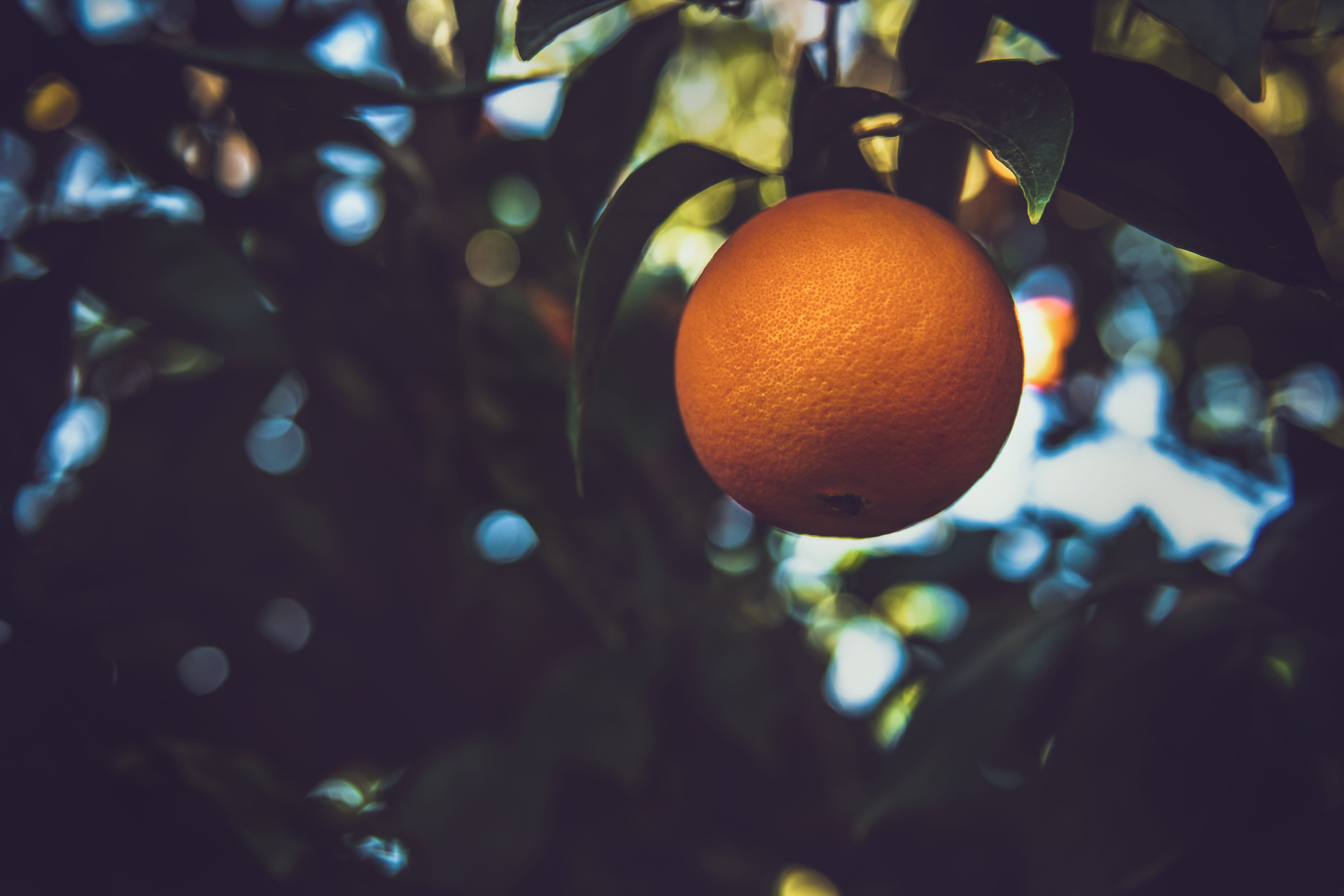 rio bravo ranch, orange, growth, fruit tree, plant, nature, fresh, healthy, citrus fruit, food and drink, day, tree, orange tree, outdoors, california, HD Wallpaper