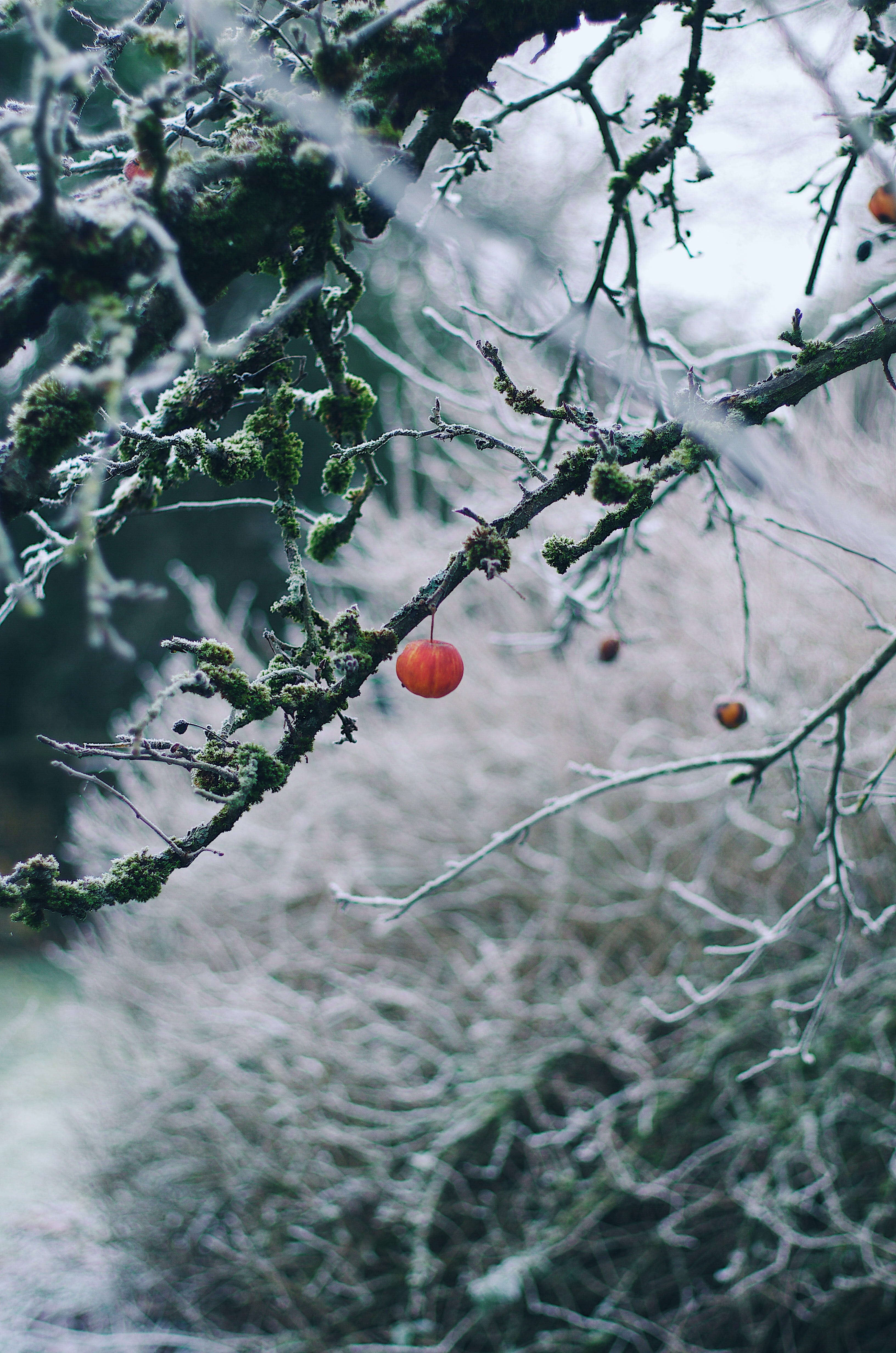 nature, food and drink, 4K, plant, produce, tree, colored, rose hip, beauty in nature, growth, focus on foreground, no people, round, animal, wellbeing, Phone HD Wallpaper