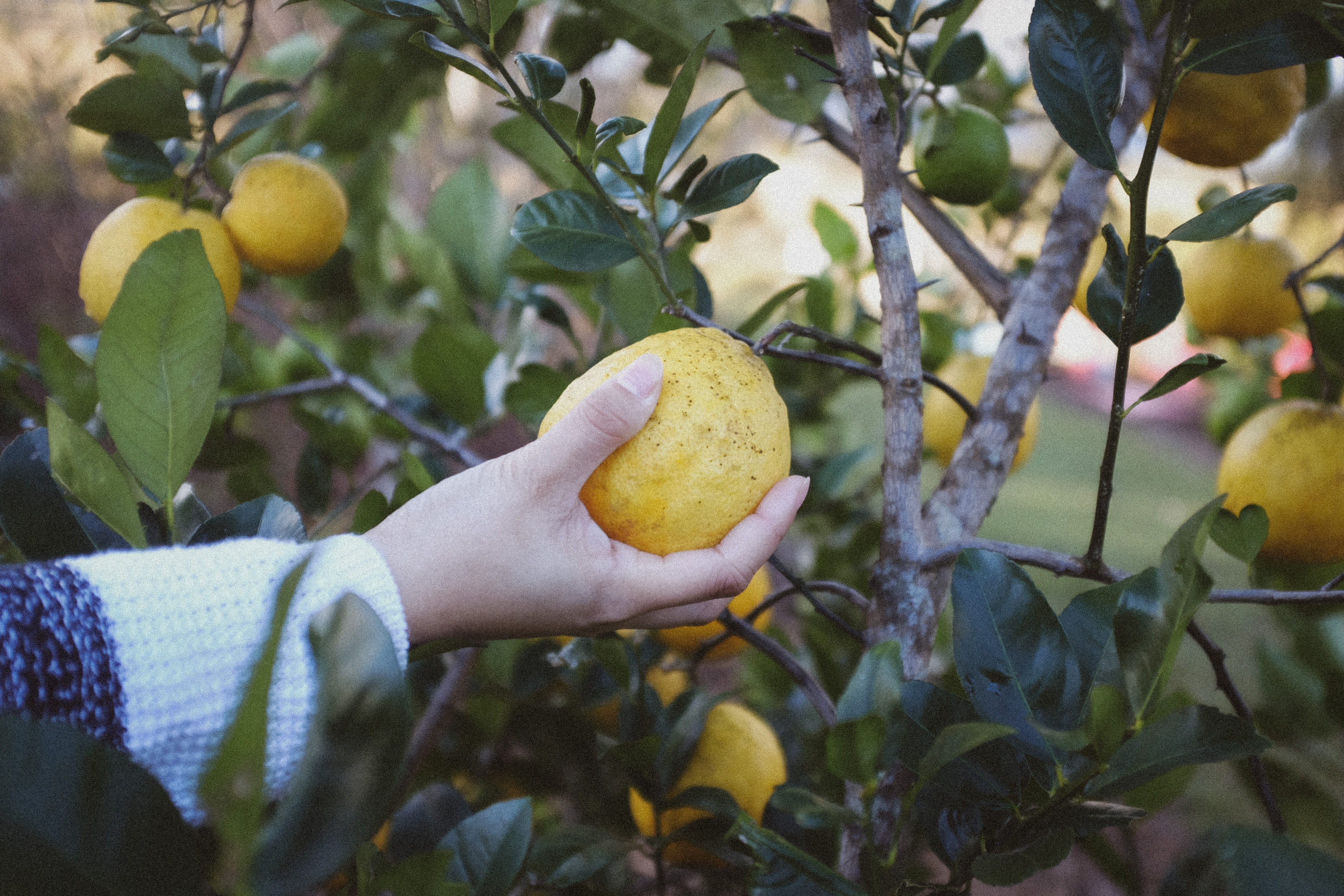 citrus fruit, food and drink, holding, grapefruit, orange, hand, vegan, fresh, tropical, leaf, healthy eating, foliage, person, plant part, flora, picking, HD Wallpaper