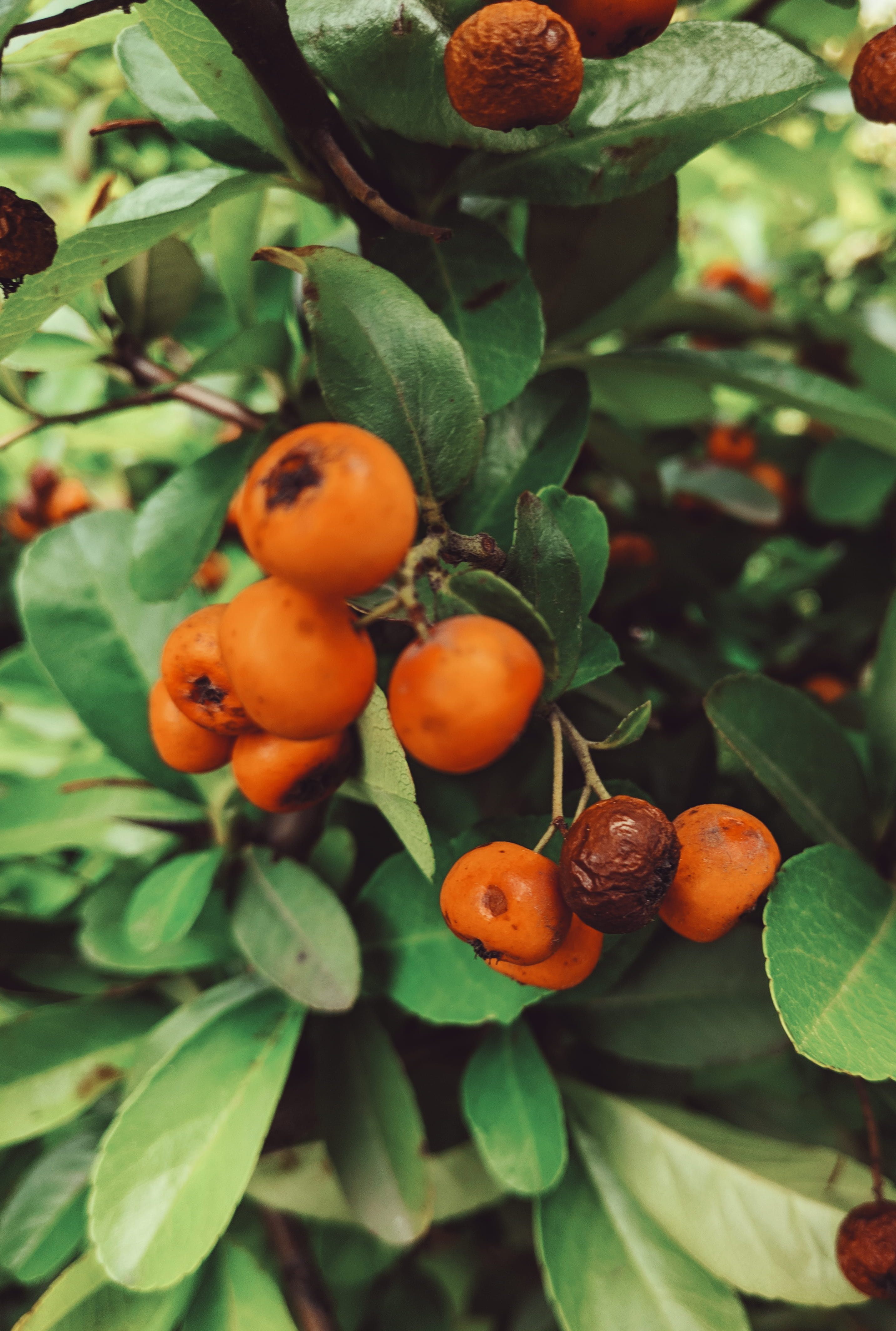 day, raspberry, focus on foreground, fruit, fruit tree, pomegranate, orange, food, growth, #orange, cherry, ripe, #tree, plant part, wellbeing, beauty in nature, Phone HD Wallpaper
