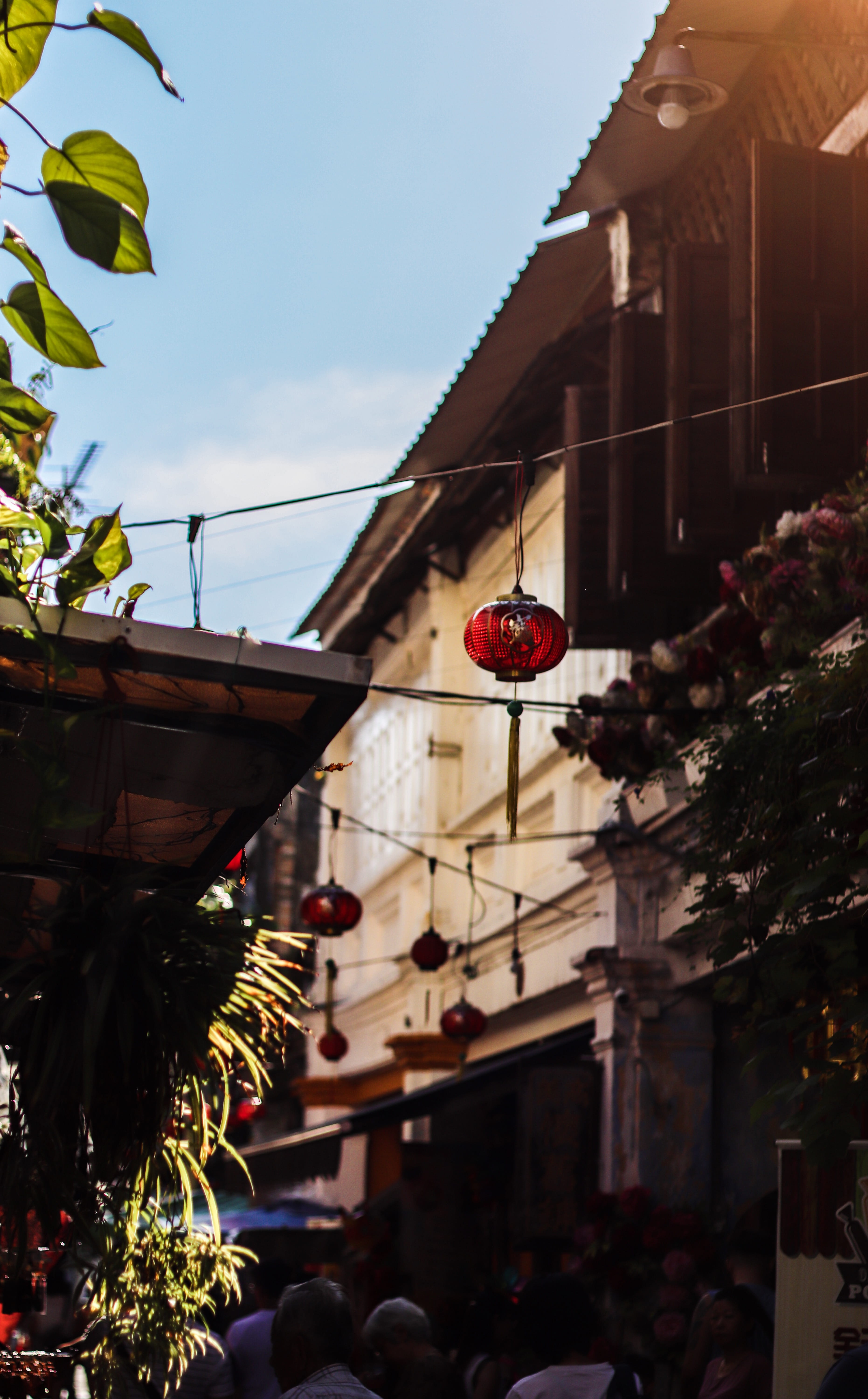 festival, potted plant, sky, pottery, celebration, jar, vase, bird, focus on foreground, chinese lantern, decoration, day, tree, flower, city, porch, hanging, Phone HD Wallpaper