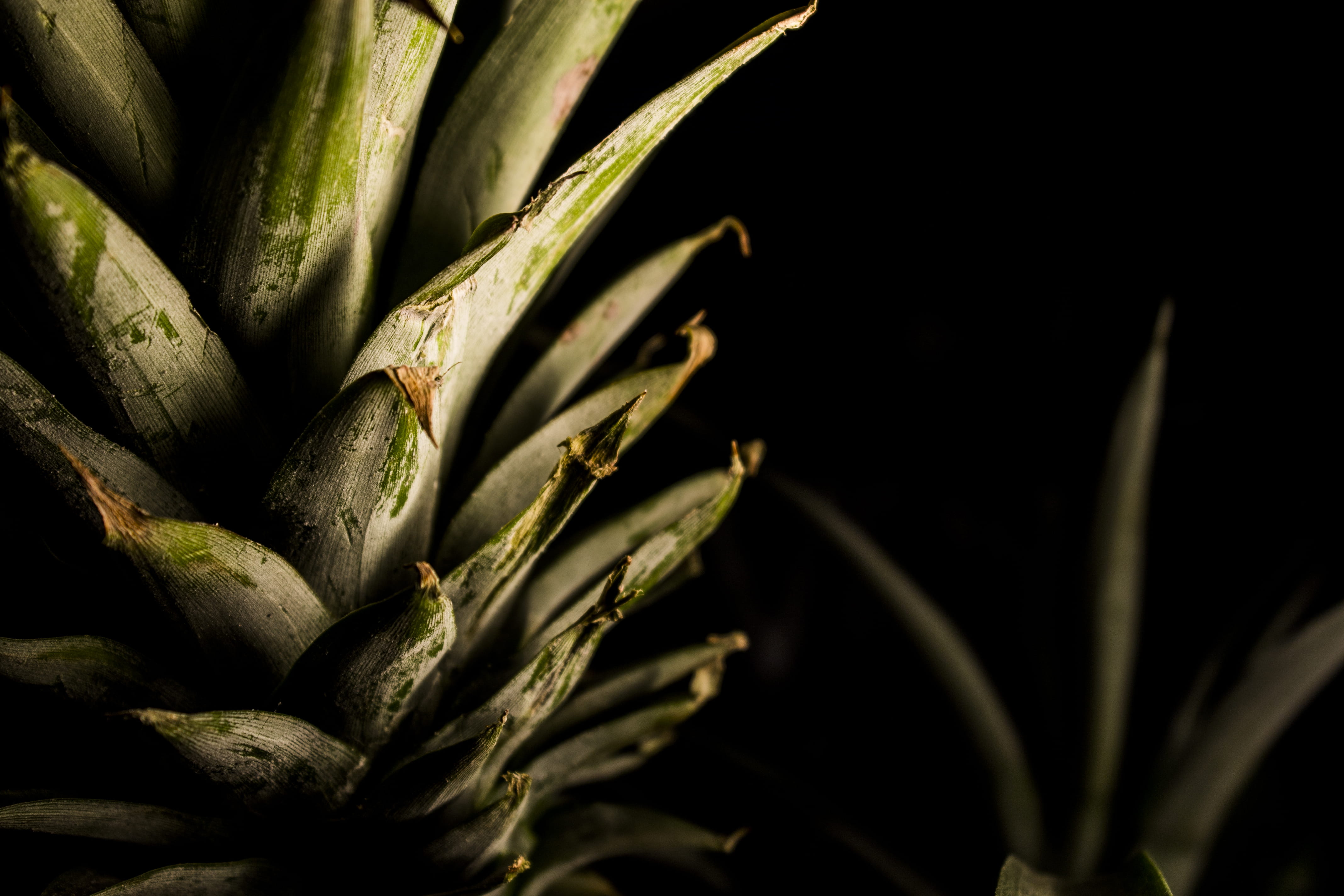 freshness, plant, healthy Eating, no People, growth, green Color, agriculture, flower, outdoors, day, food And Drink, Pineapple, beginnings, focus on foreground, HD Wallpaper