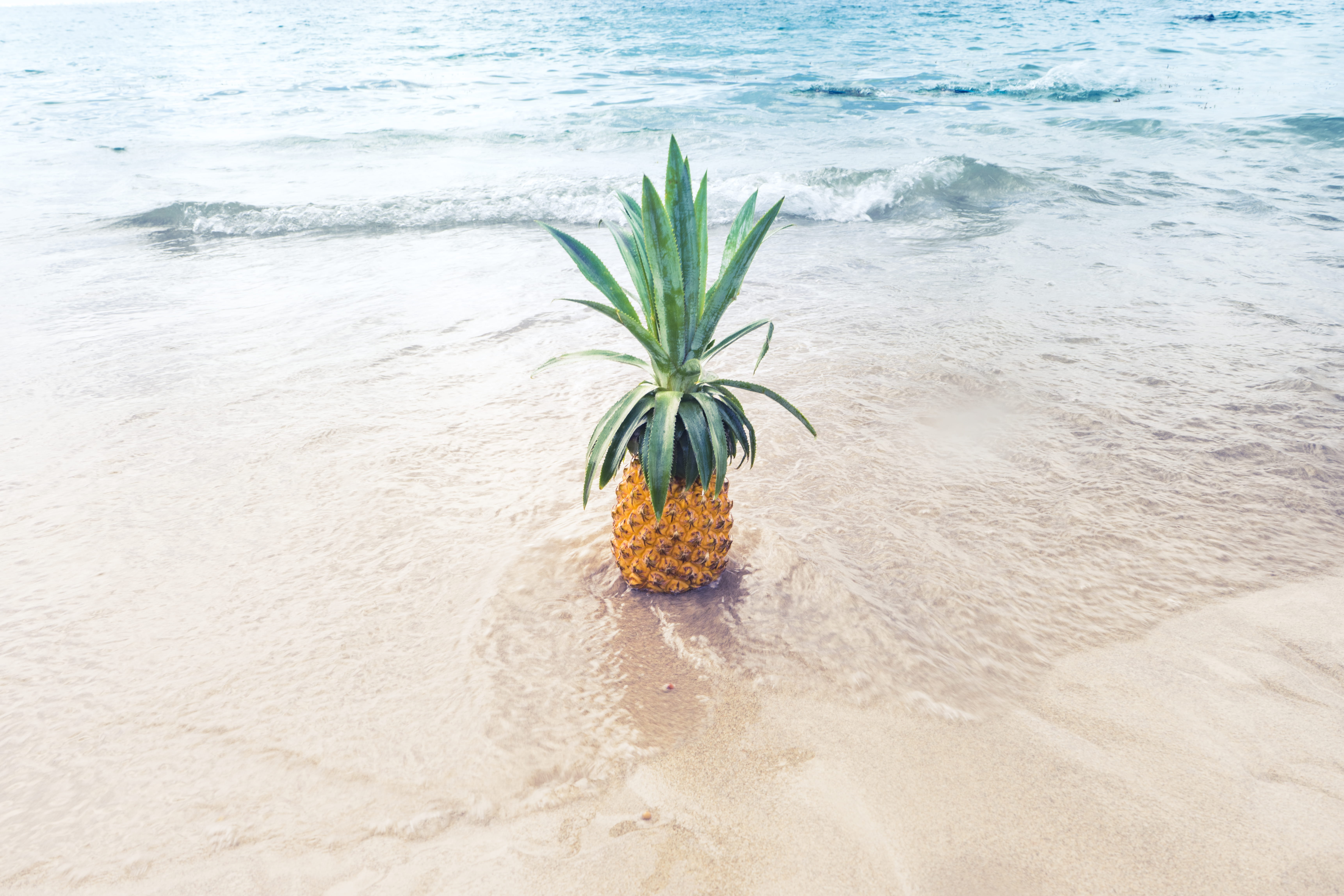 land, sea, plant, summer, 5K, beach, day, green color, water, daytime, evi, tropical climate, no people, sand, holiday, motion, fruit, aquatic sport, pineapple, HD Wallpaper