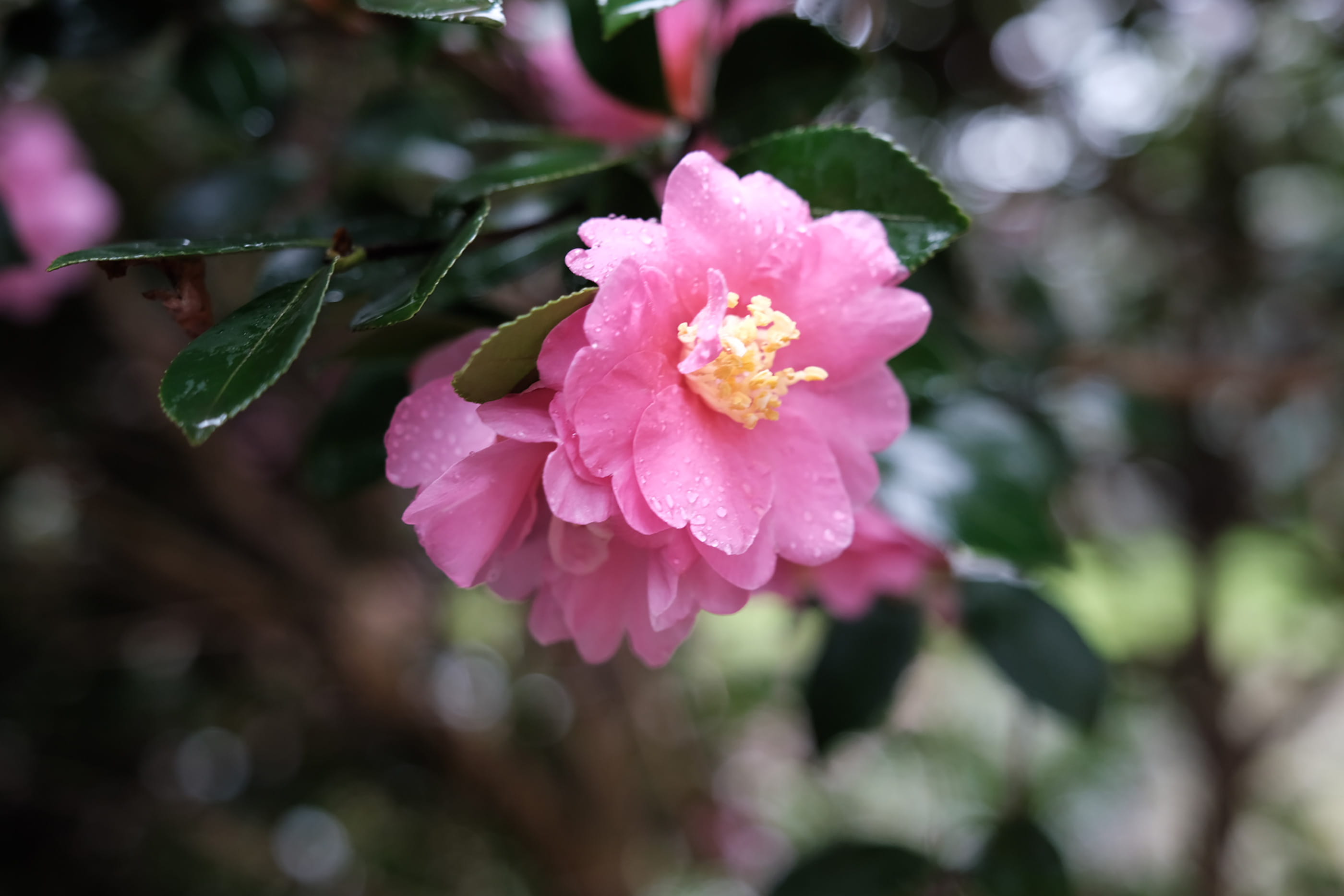 outdoors, growth, close-up, cherry blossom, vulnerability, produce, camellia, geranium, pink color, pollen, no people, fragility, citrus fruit, focus on foreground, HD Wallpaper