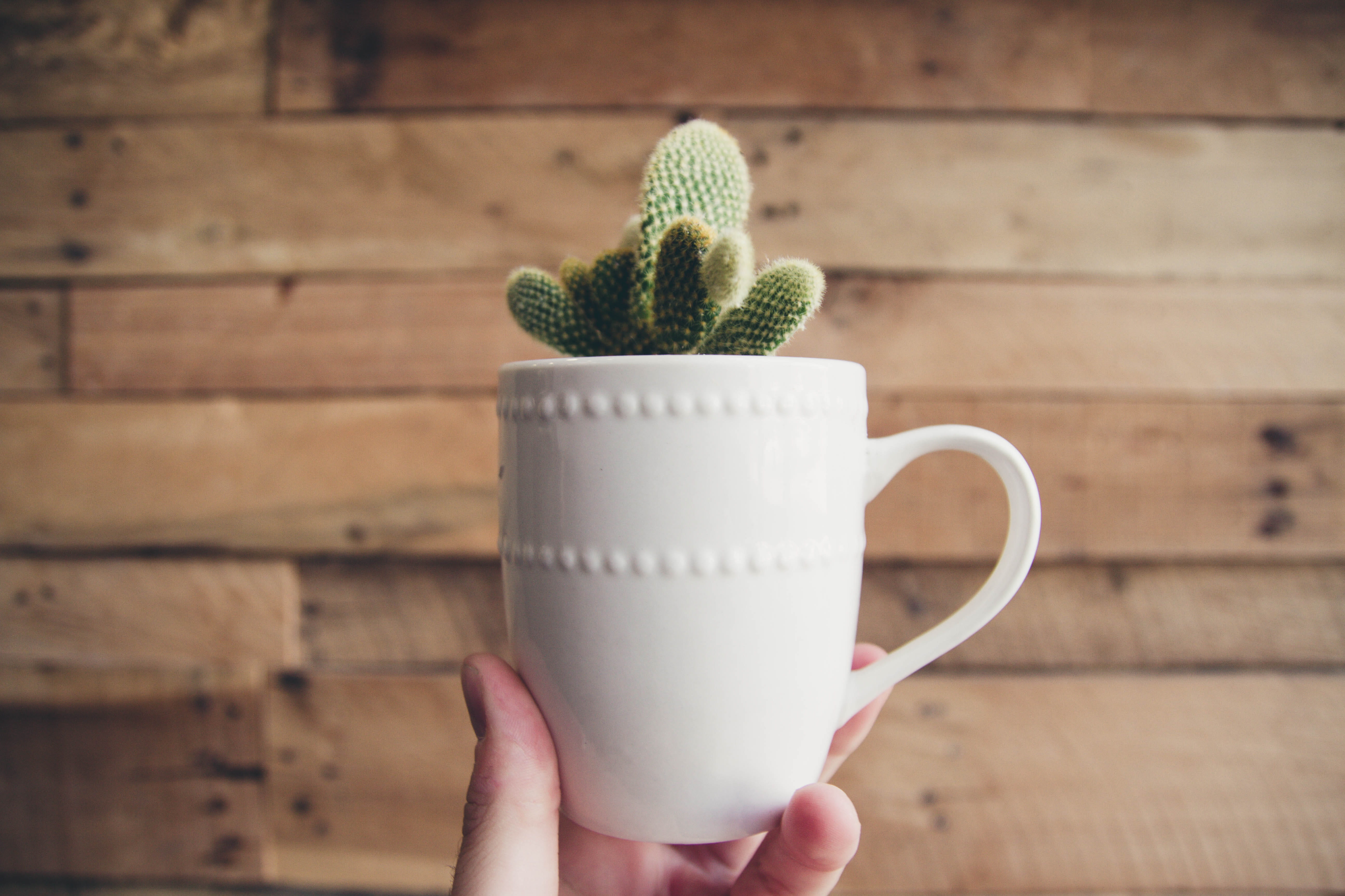 plant, pot, wood - material, human body part, freshness, holding, wooden, spiky, plank, hand, la, vegas, wood grain, planter, drink, close-up, cactus, table, HD Wallpaper