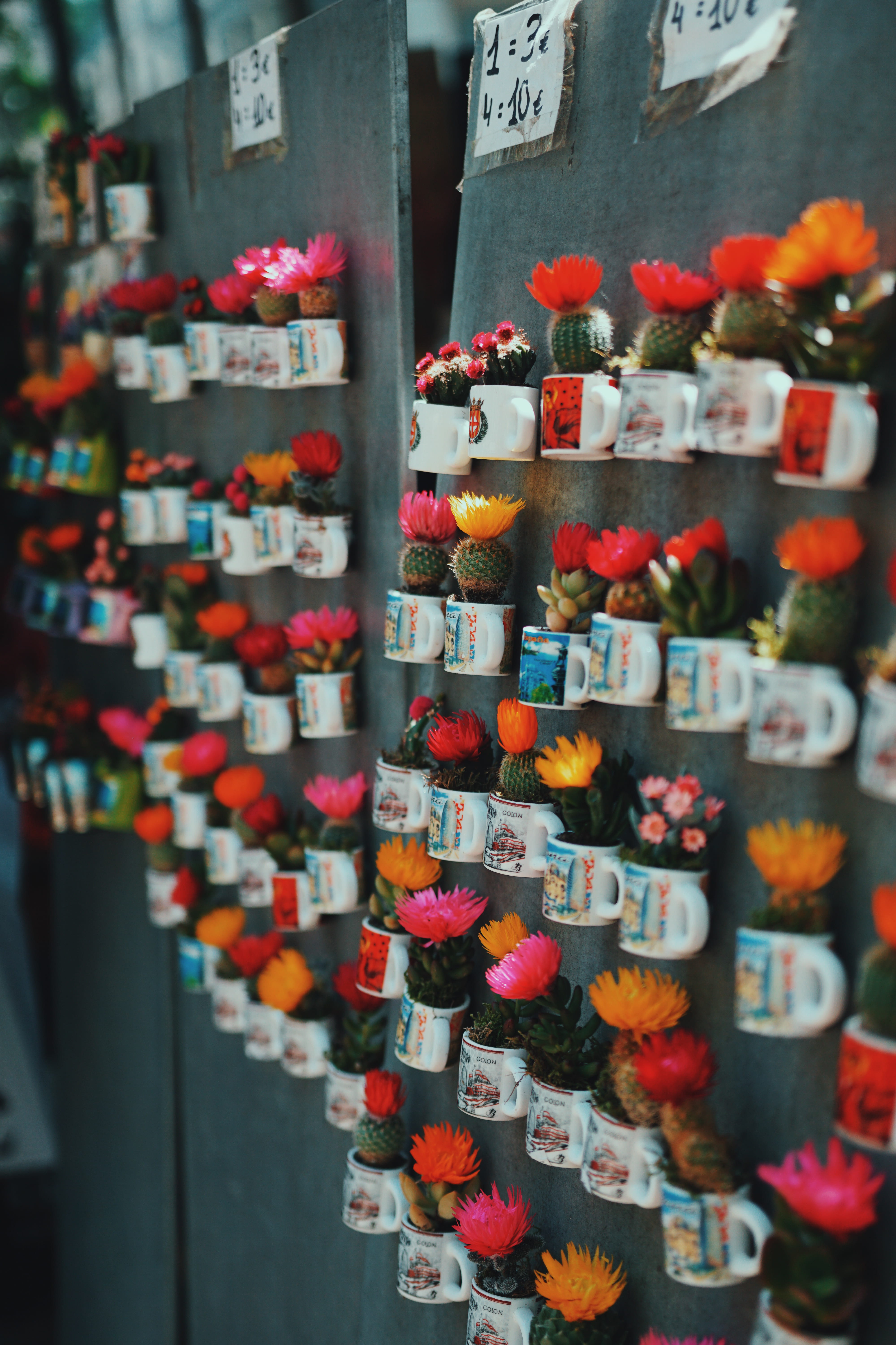 cup, plant, arrangement, la rambla, decoration, souvenir, flower, order, barcelona, decor, outdoors, 5K, abundance, petal, travel, green, mug, photography, Phone HD Wallpaper