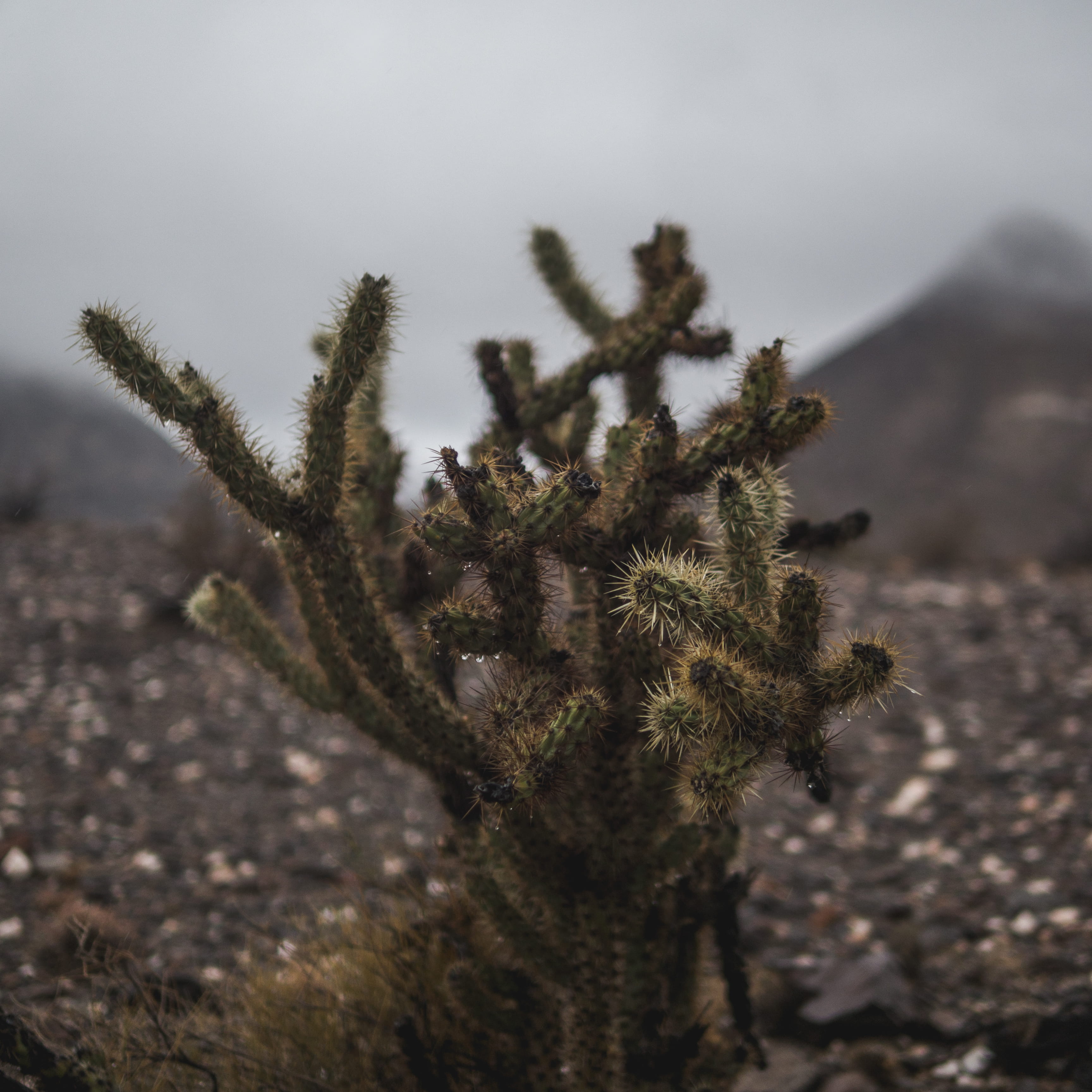 2K, gray, plants, coniferous tree, cloudy, marijuana - herbal cannabis, black, scenics - nature, brown, tree, day, field, arid climate, spines, nature, Phone HD Wallpaper