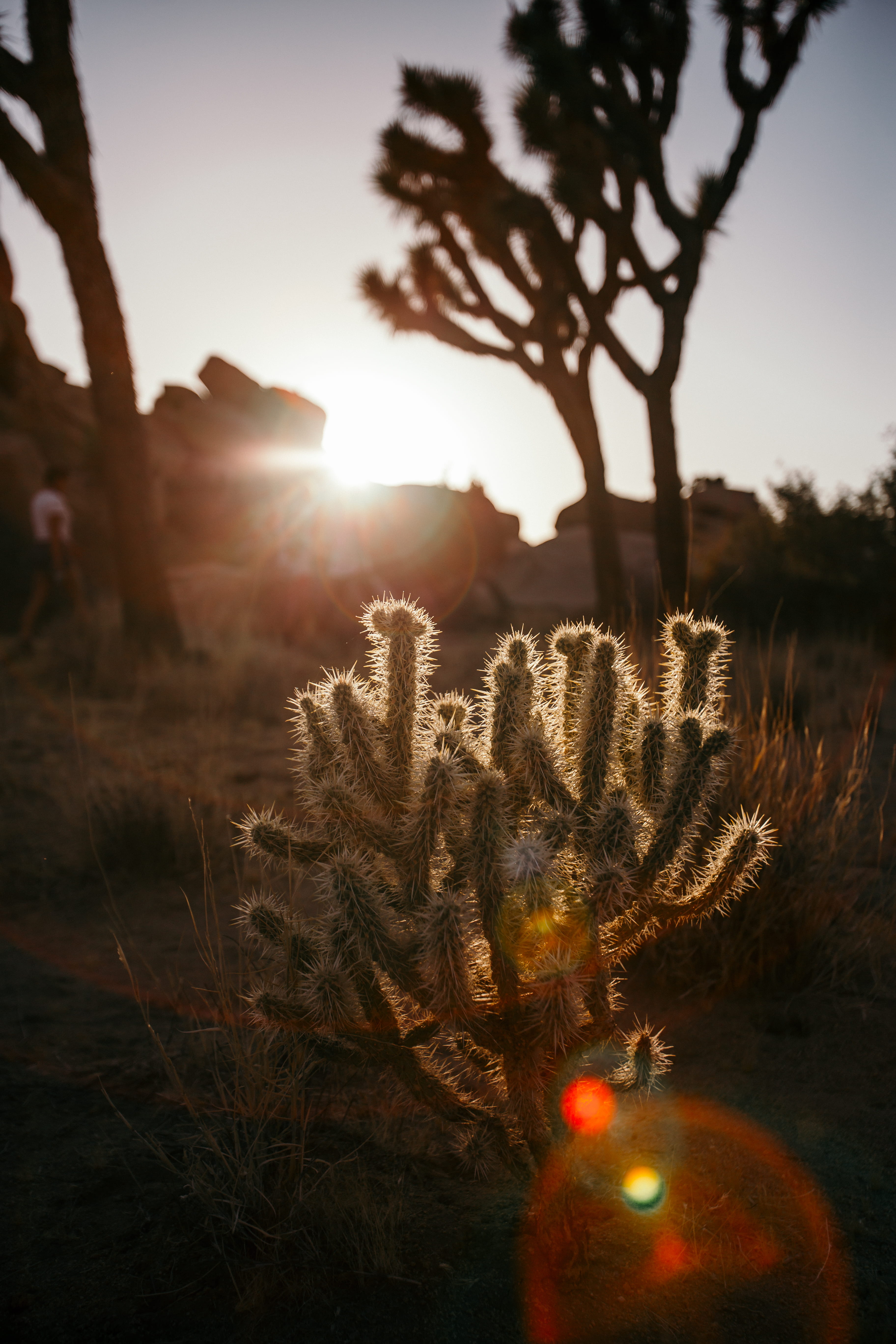 back Lit, beauty In Nature, cactus, joshua tree, california desert, dry, lens Flare, tree, yellow, j tree, sky, cacti, californium, outdoors, sand, plant, Phone HD Wallpaper