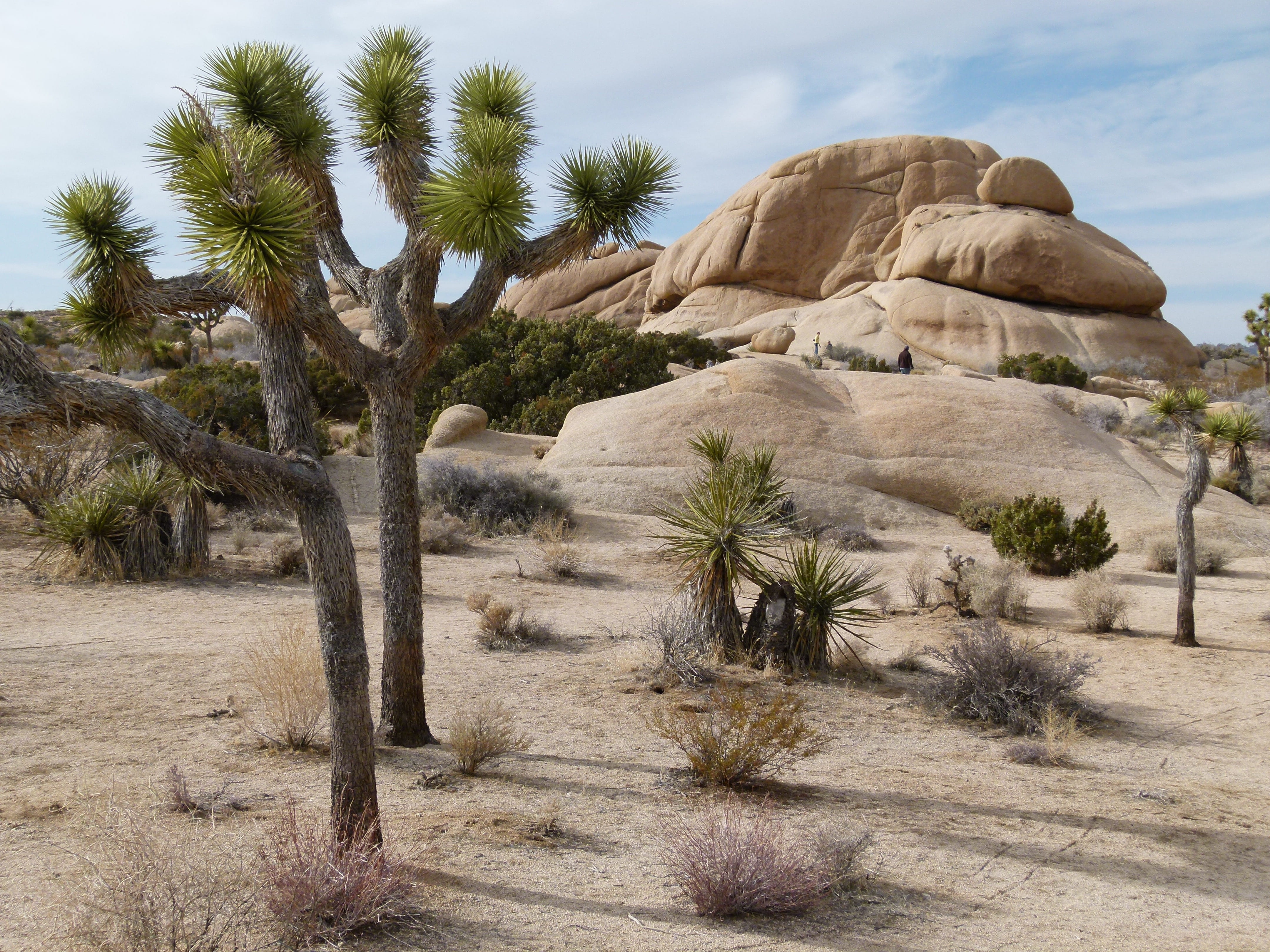 beauty in nature, america, 4K, rock formation, sky, plant, landscape, travel, usa, cactus, california, green, rock, dessert, growth, physical geography, HD Wallpaper