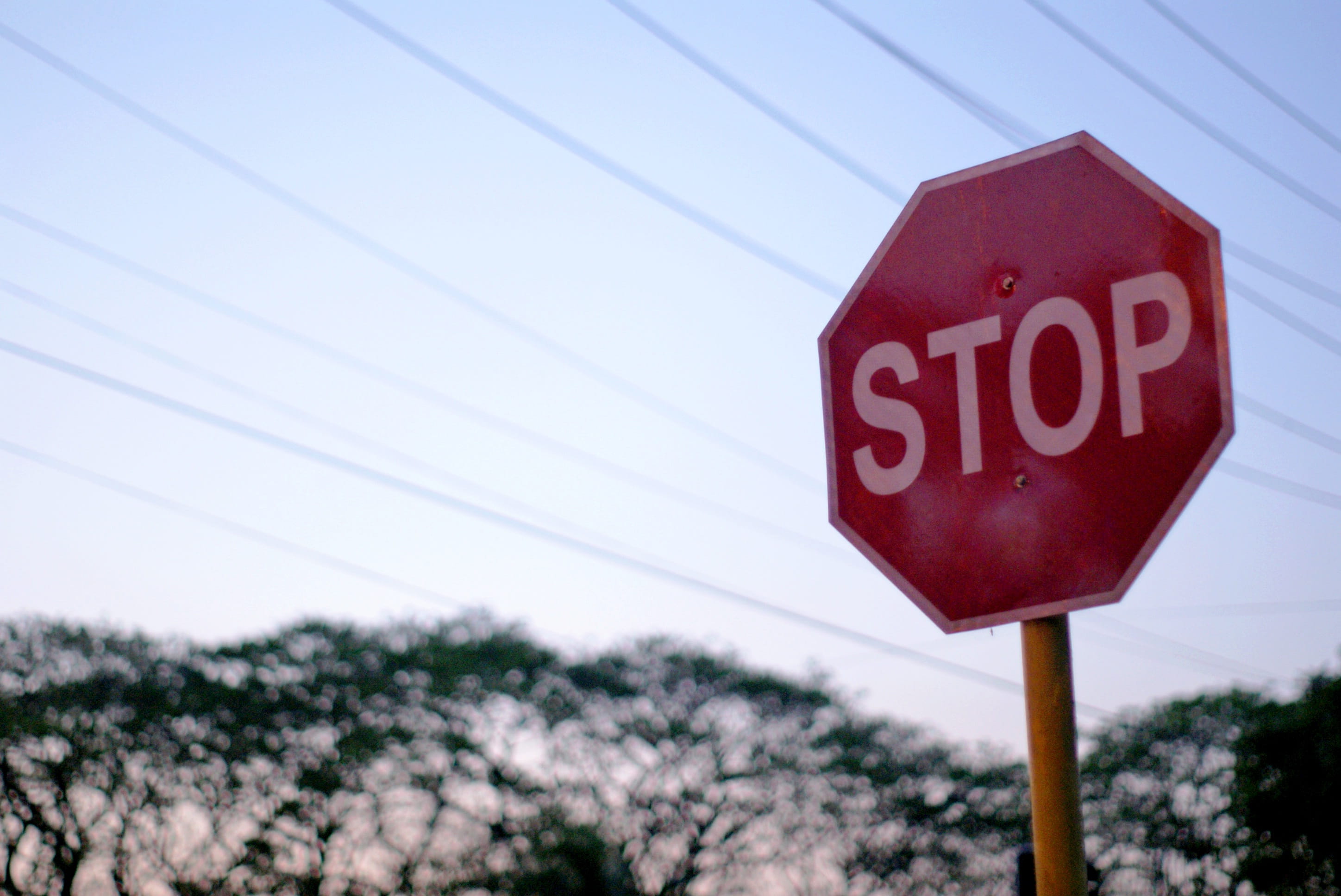 plant, day, western script, sky, low angle view, capital letter, focus on foreground, text, sign, message, nature, Trees, road sign, no people, Sign, close-up, HD Wallpaper