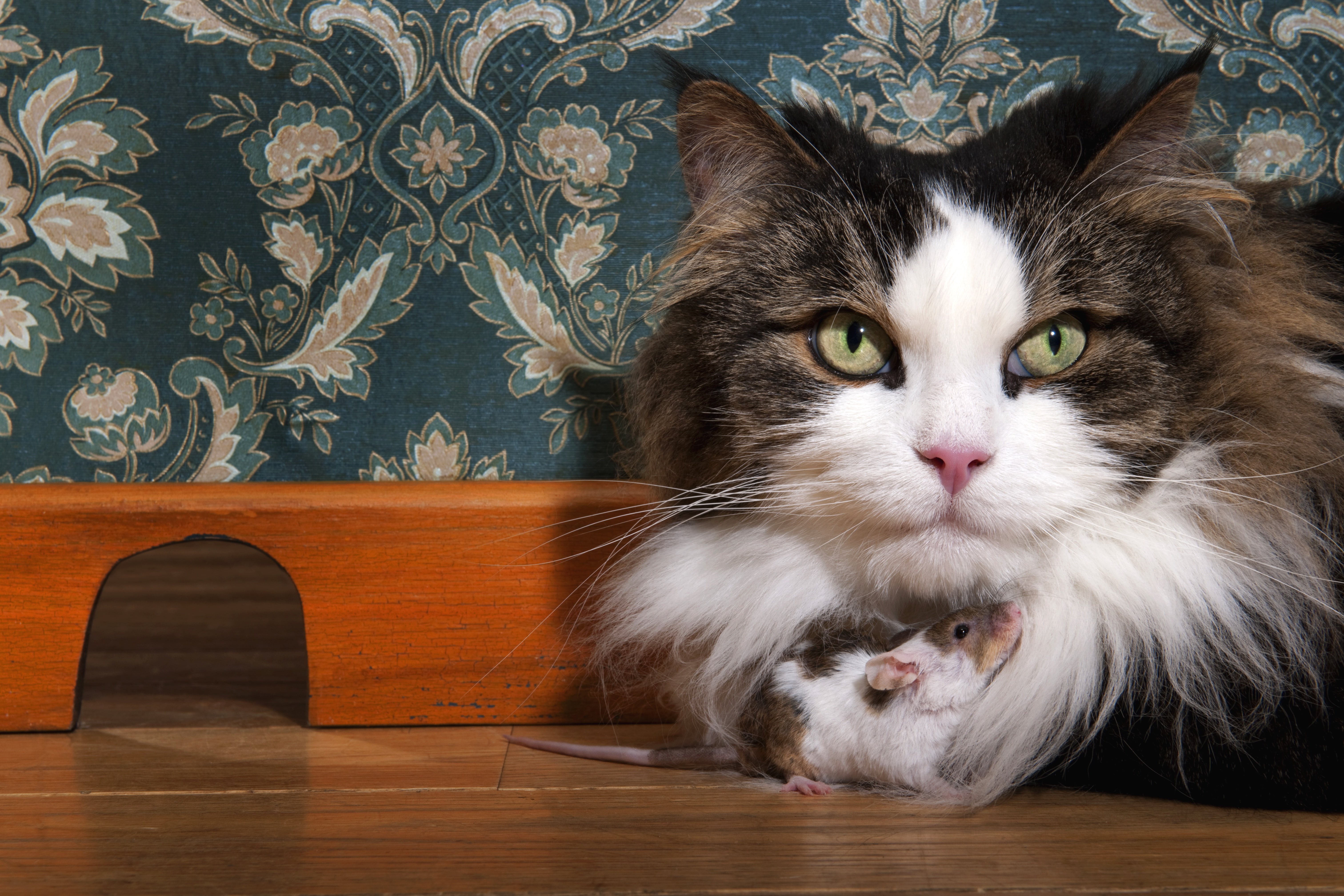expressive, eyes, similar, fluffy, friends, comfort, close-up, pattern, mouse, rat, spotted, striped, green eyes, the room, look, loophole, LAZ, skirting, HD Wallpaper