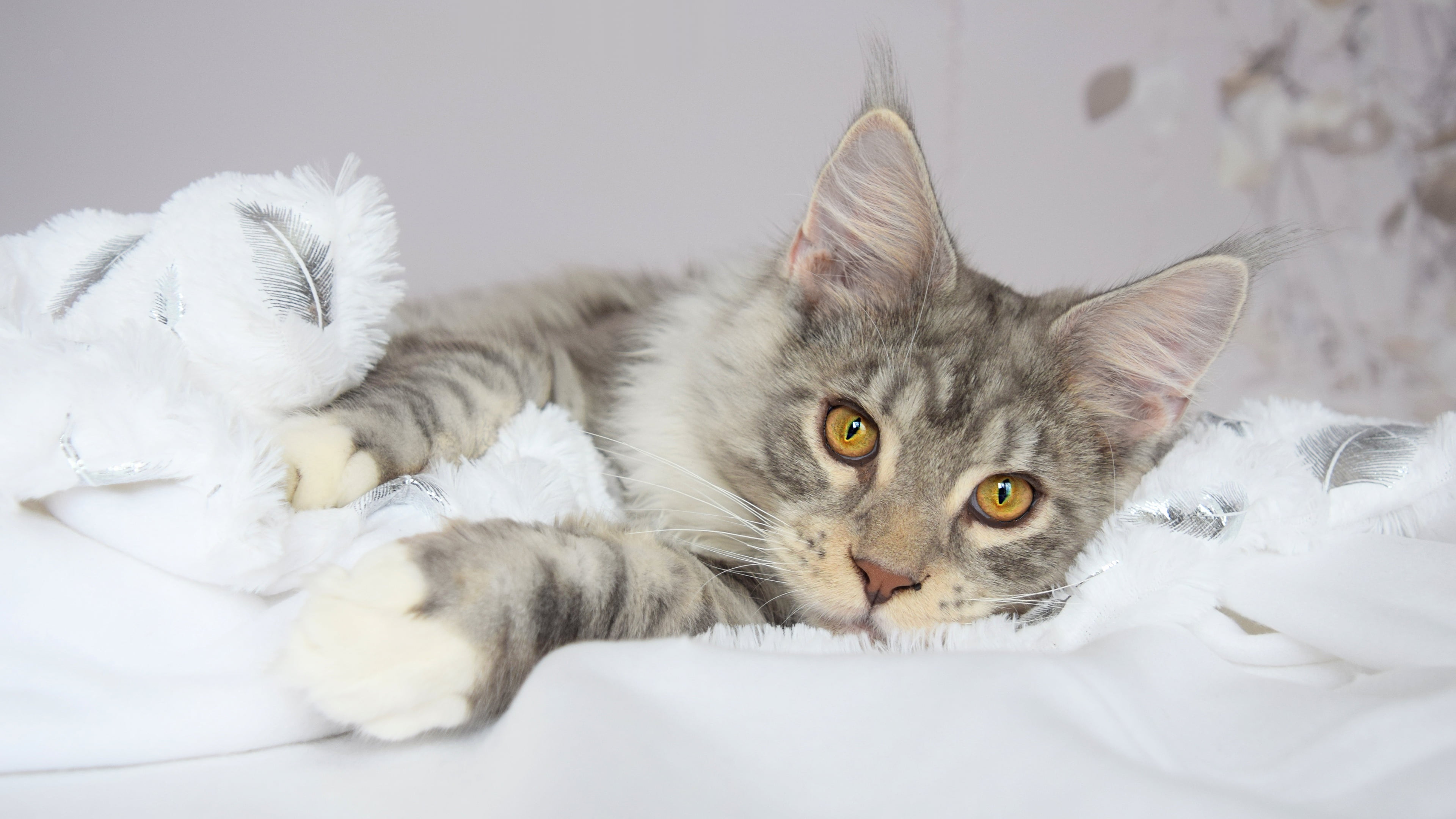 cat, background, yellow eyes, paws, striped, Maine Coon, portrait, pose, fluffy, plaid, grey, blanket, winter, fabric, look, 4K, face, white, fur, lies, HD Wallpaper