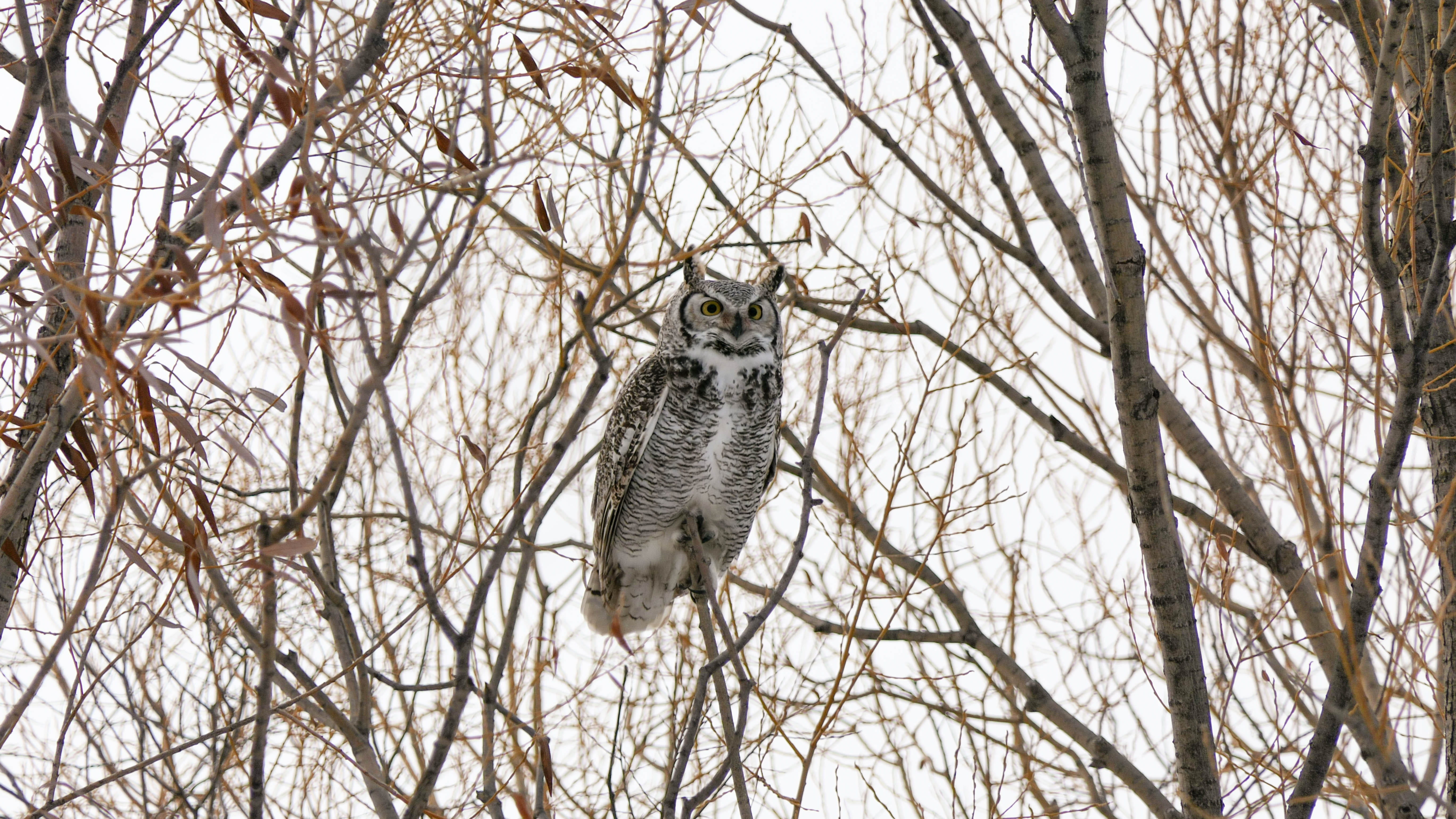 animals in the wild, no people, animal, one animal, snow, bare tree, animal themes, raptor, day, full length, tree, trees, nature, outdoors, branch, 5K, HD Wallpaper