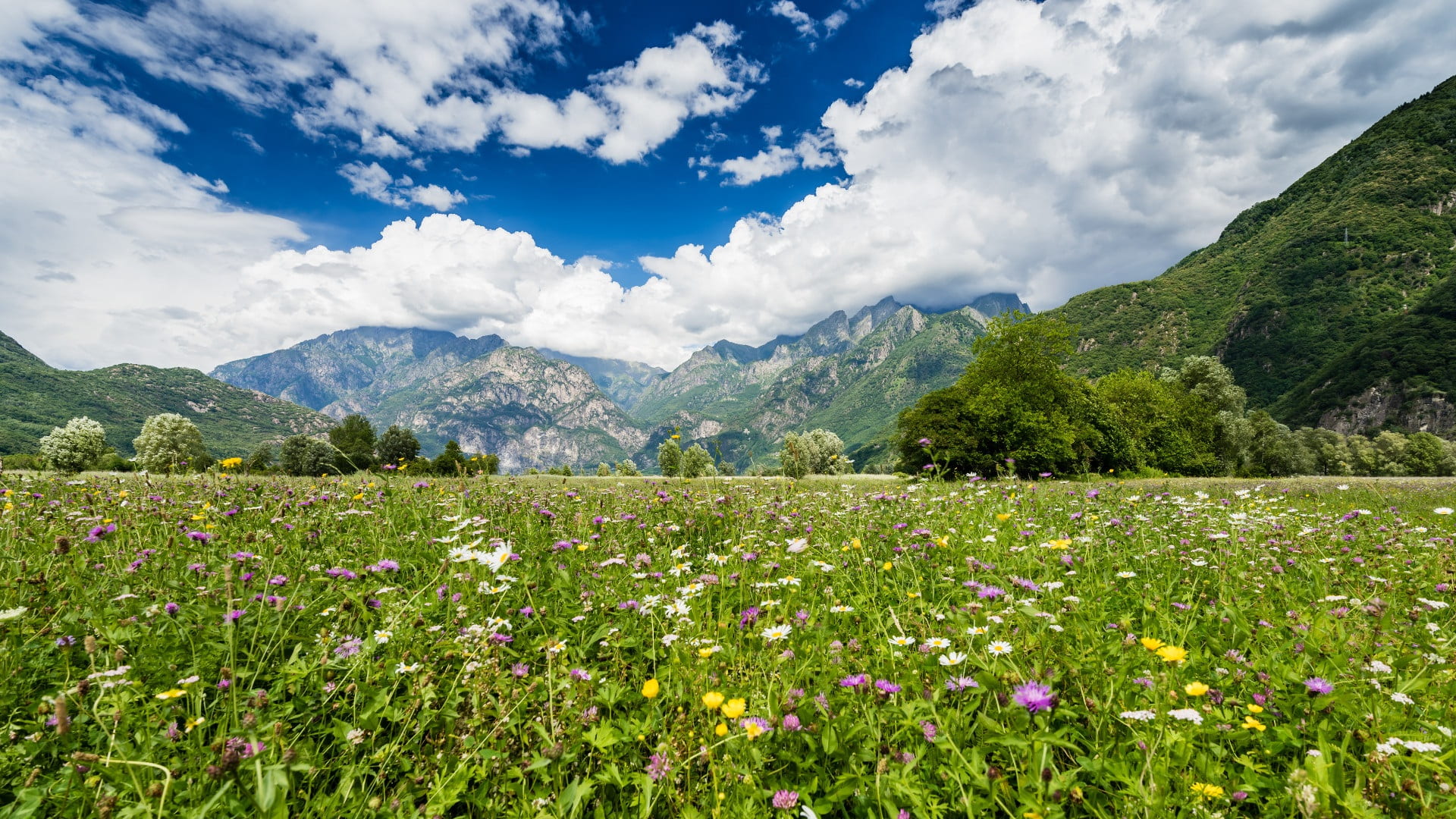 italy, idyllic, mountains, cloud - sky, landscape, environment, flowering plant, valtellina, clouds, green, tranquility, lombardy, day, growth, flowers, HD Wallpaper