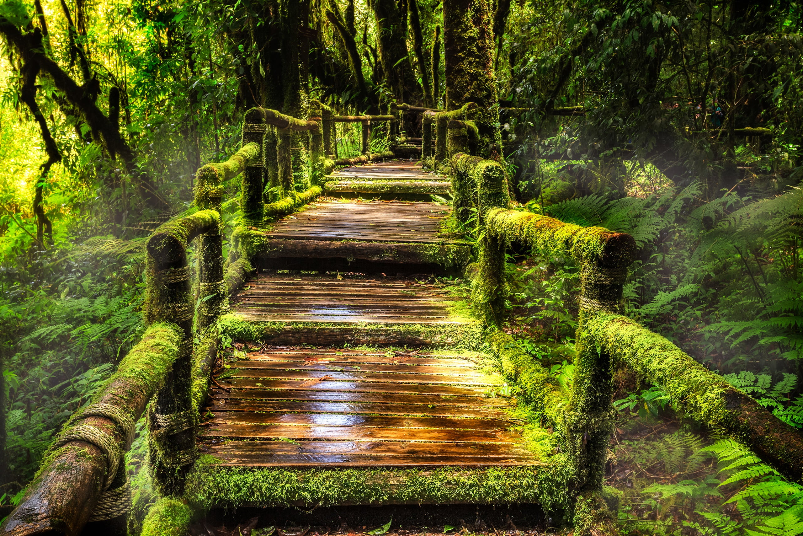 trees, greens, 2K, jungle, Thailand, forest, moss, tropics, bridges, Doi Inthanon National Park, fern, HD Wallpaper
