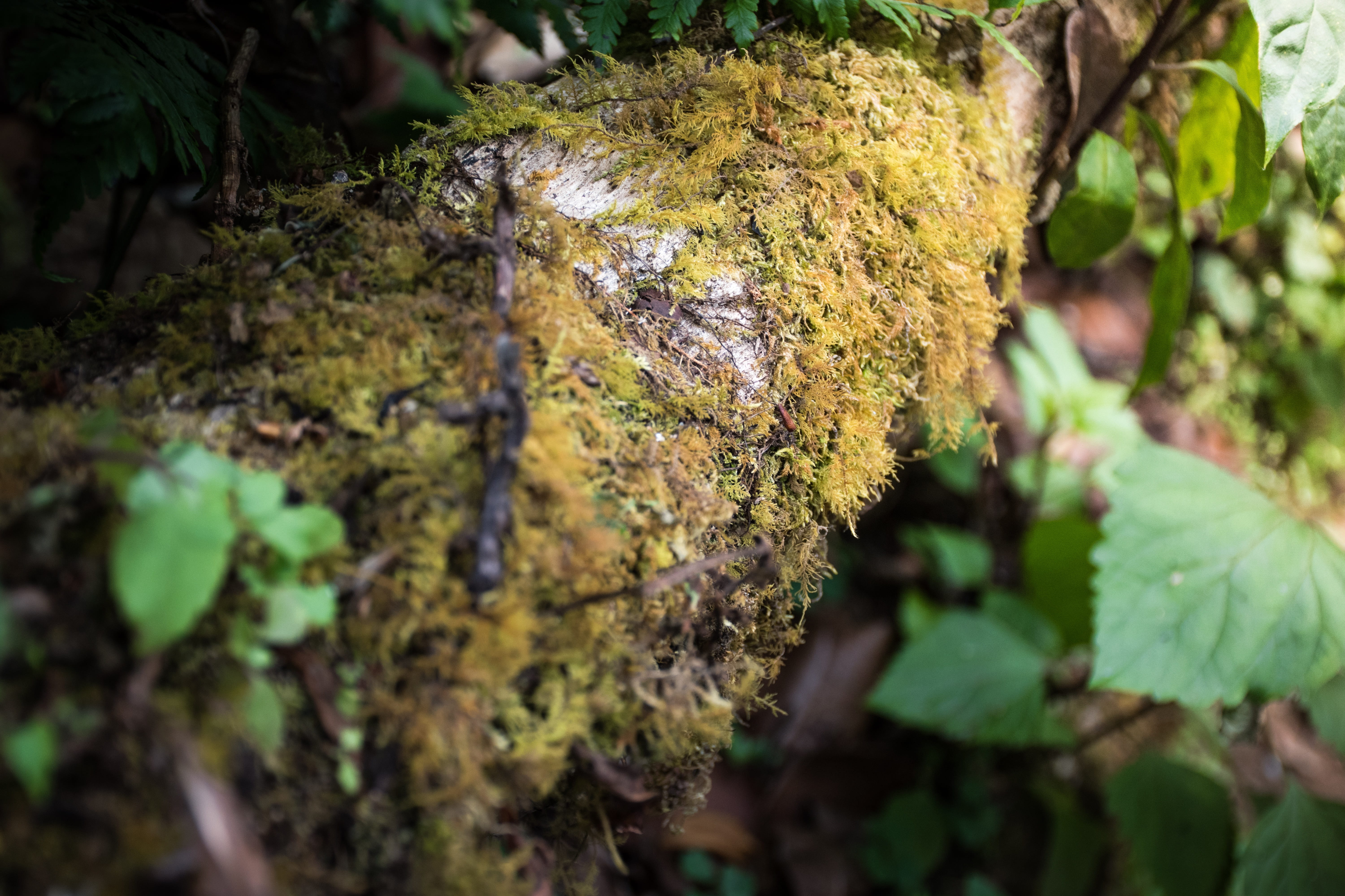 chiang mai thailand, adventure, goal, forest, mos, focus on foreground, life, fungus, lemongrass, mushroom, tree, doi inthanon, successful, leaf, mountain high, HD Wallpaper