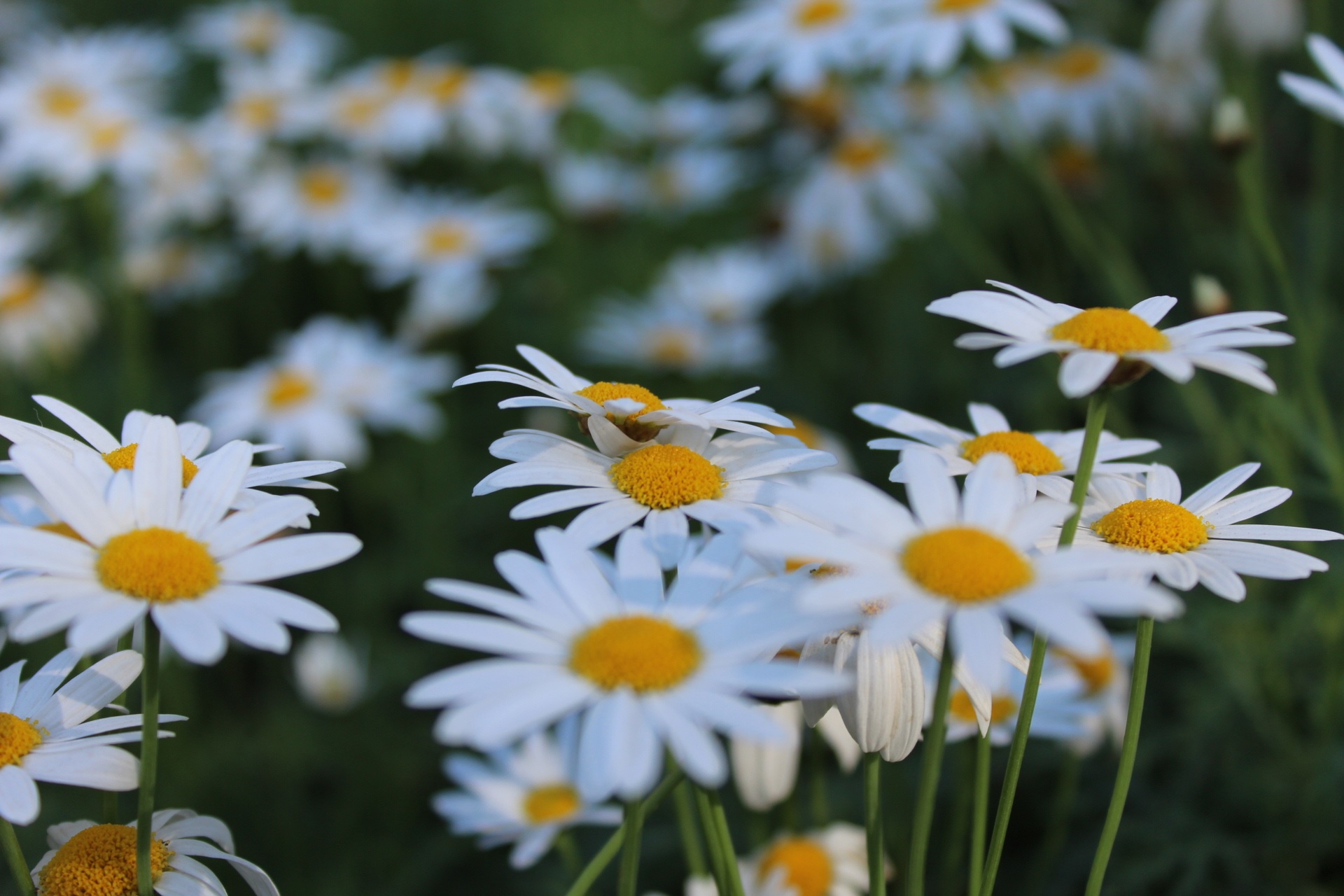 flower head, beauty in nature, growth, flowers, plant, pollen, flower, yellow, daisy, close-up, flowering plant, inflorescence, no people, petal, vulnerability, HD Wallpaper