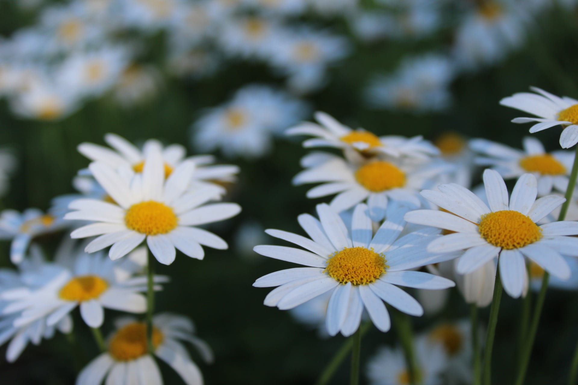 1080P, white color, flowering plant, yellow, close-up, focus on foreground, pollen, flowers, flower, plant, outdoors, no people, beauty in nature, inflorescence, HD Wallpaper