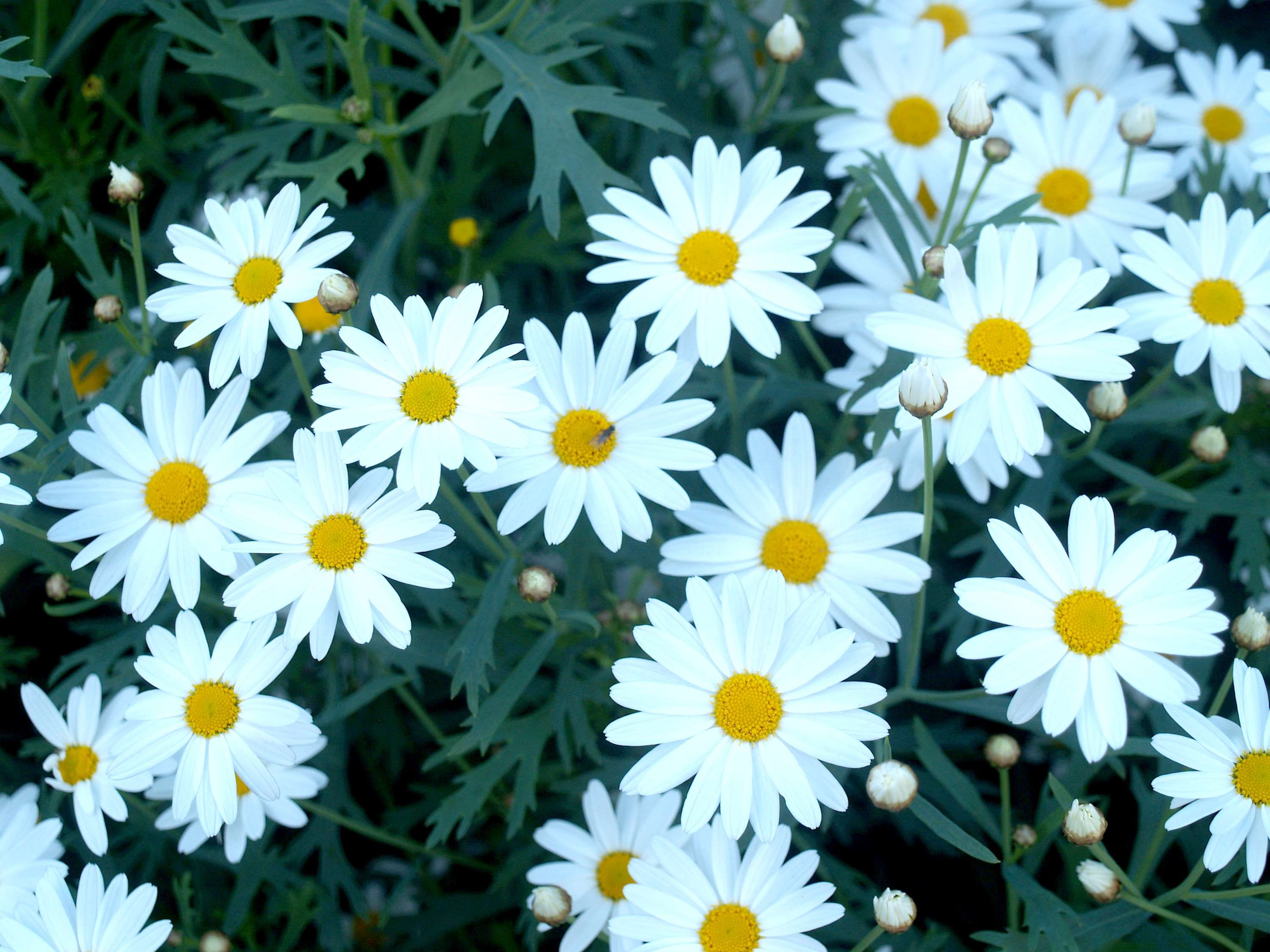 garden, pollen, daisy, close-up, flowering plant, no people, vulnerability, asia, bright, freshness, growth, beauty in nature, blossom, 2K, doi inthanon, HD Wallpaper