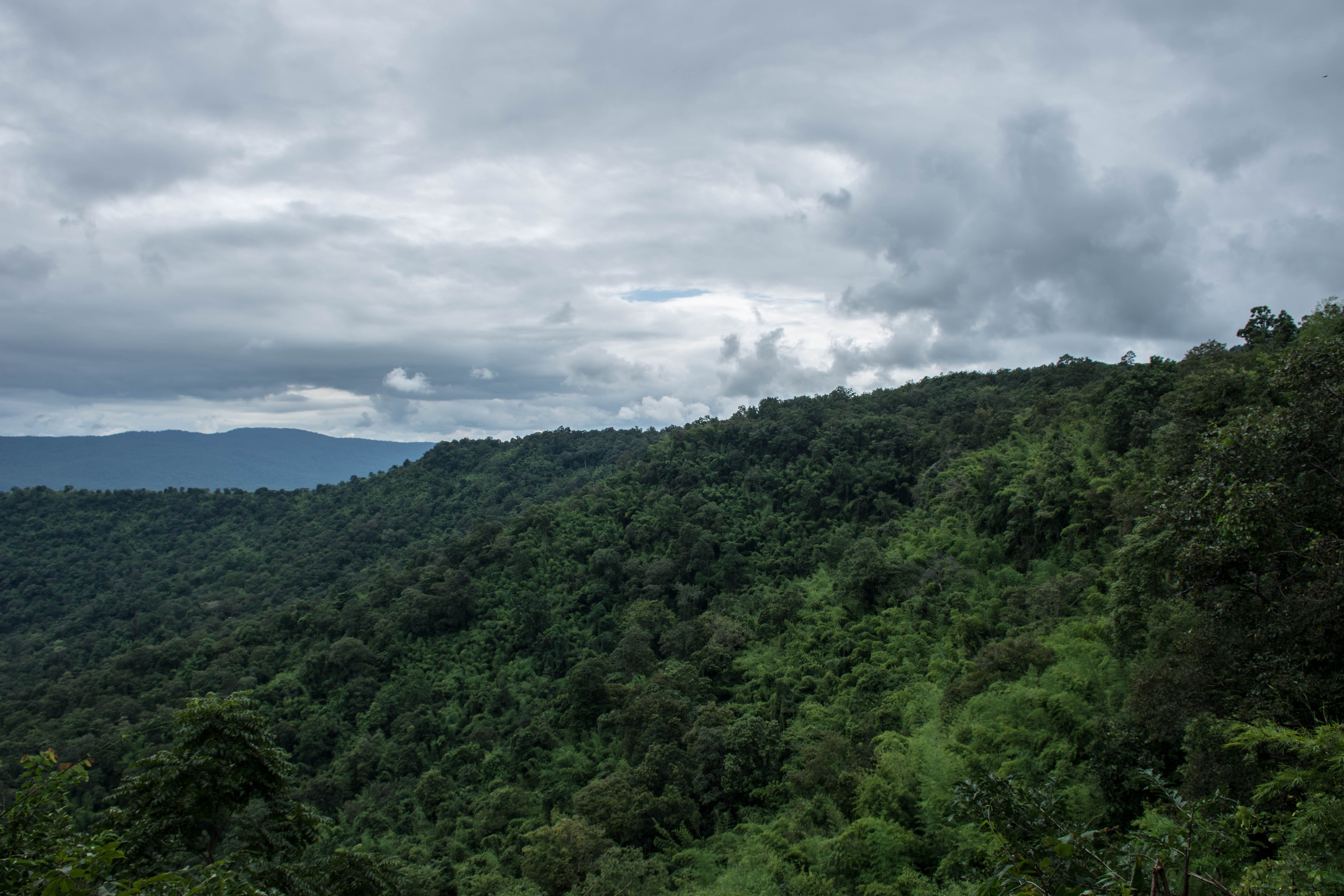 green color, sun, mountains, the ancient trees, no people, river, mountain, morning, tree, ancient, rainforest, environment, growth, bank, water tree, outdoors, HD Wallpaper