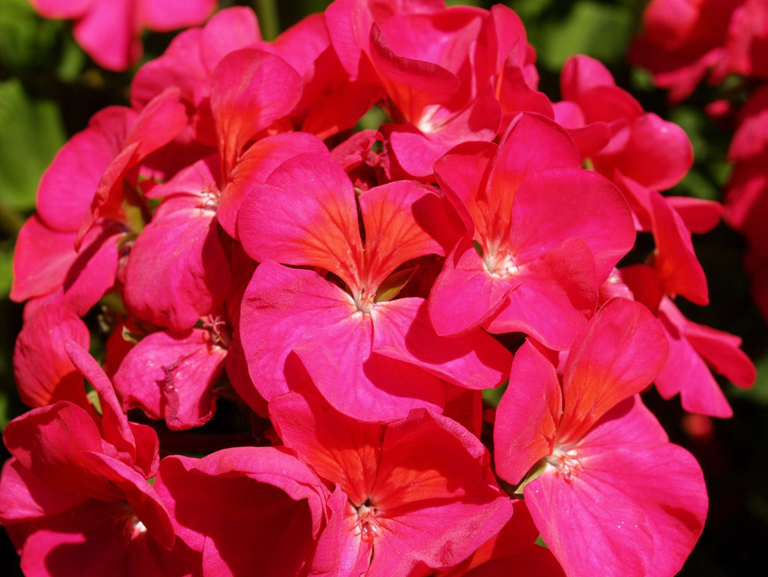 inflorescence, 2K, decoration, flowering plant, design, beauty in nature, curb, petal, day, bouquet, asian, freshness, red, growth, no people, springtime, HD Wallpaper