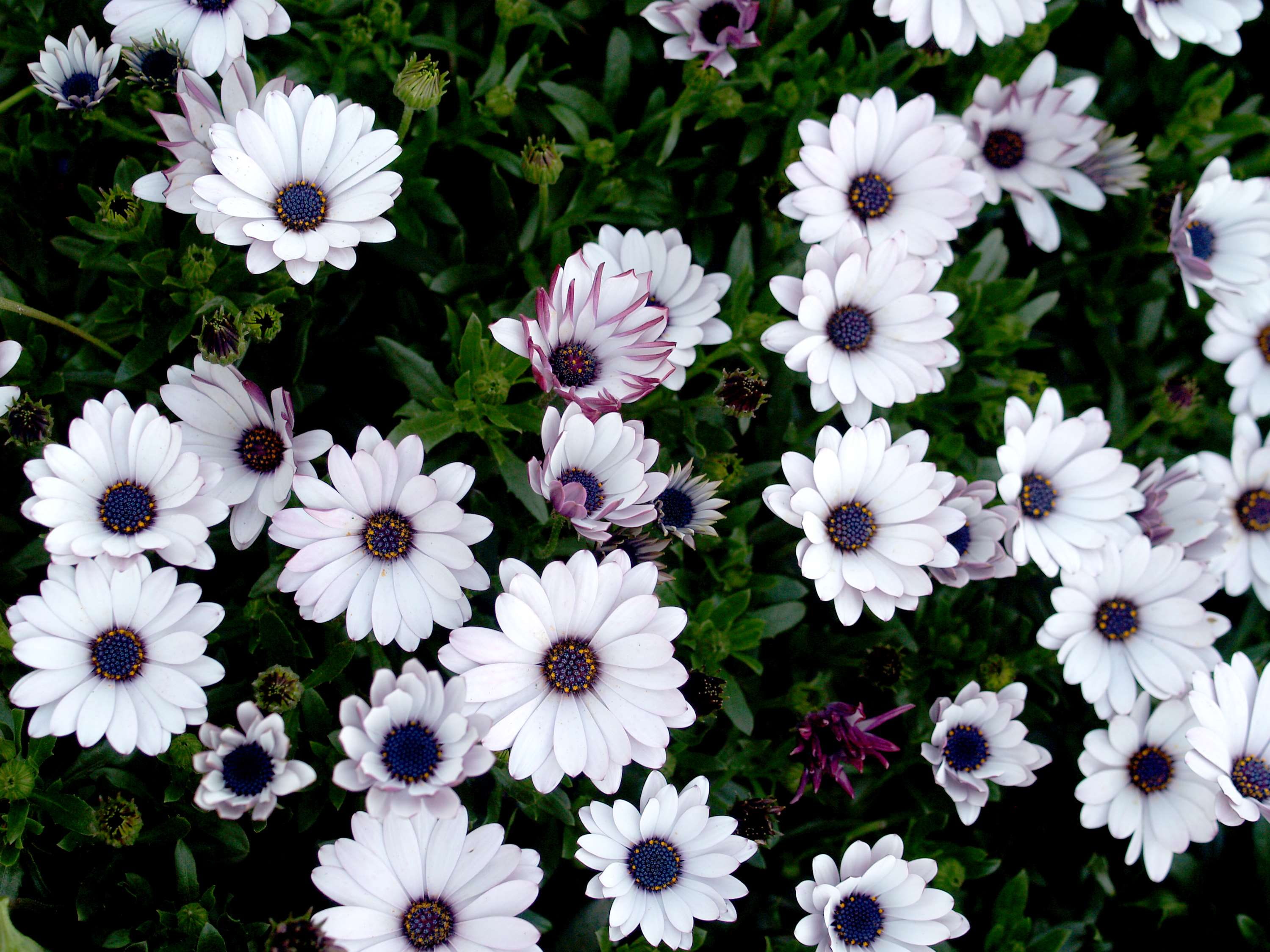petal, white color, outdoors, flowers, freshness, growth, osteospermum, flower head, vulnerability, flowering plant, inflorescence, plant, day, nature, HD Wallpaper
