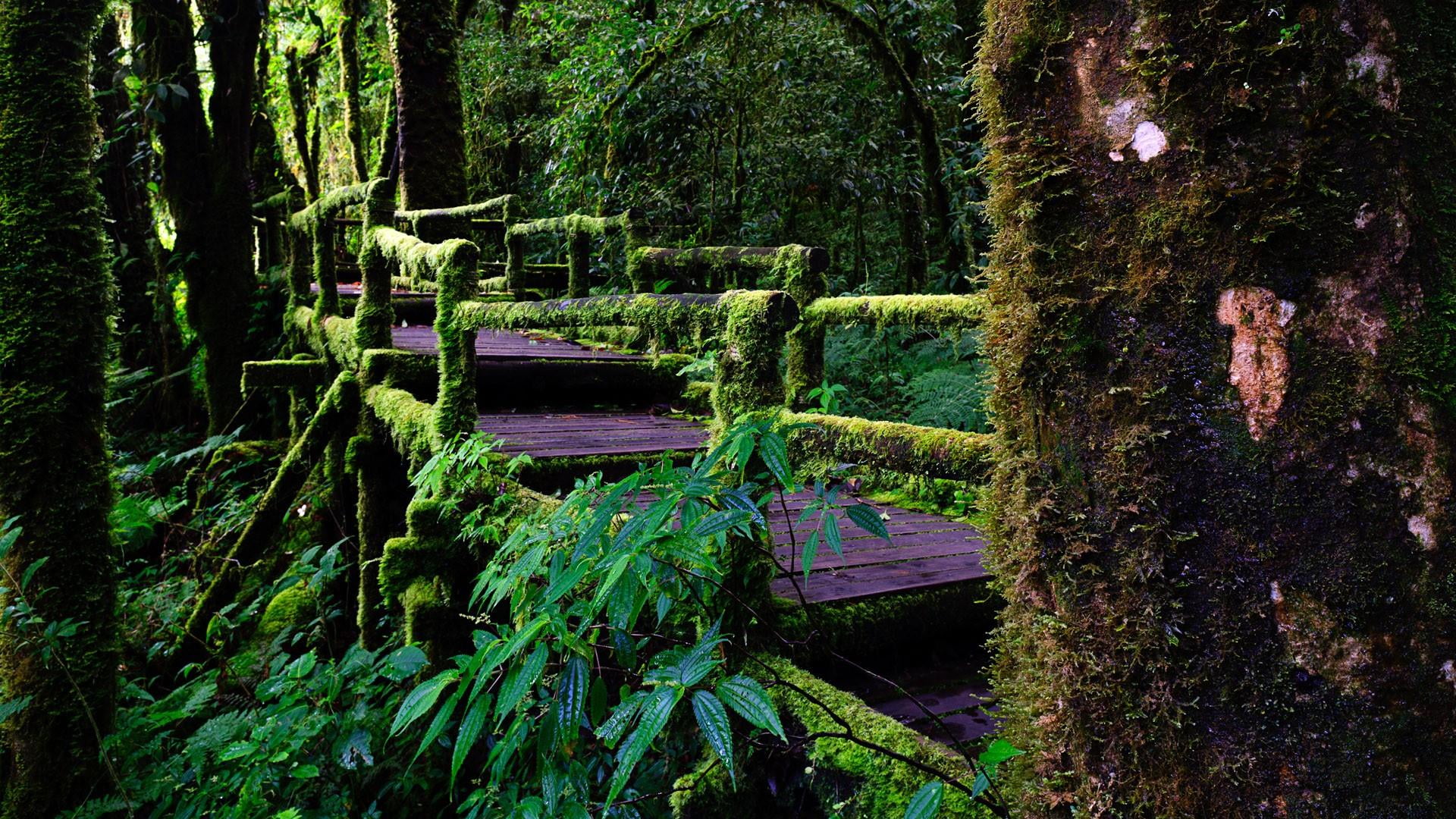 tranquility, beauty in nature, green, moss, rainforest, connection, green color, day, growth, forest, landscape, vegetation, scenics - nature, built structure, HD Wallpaper