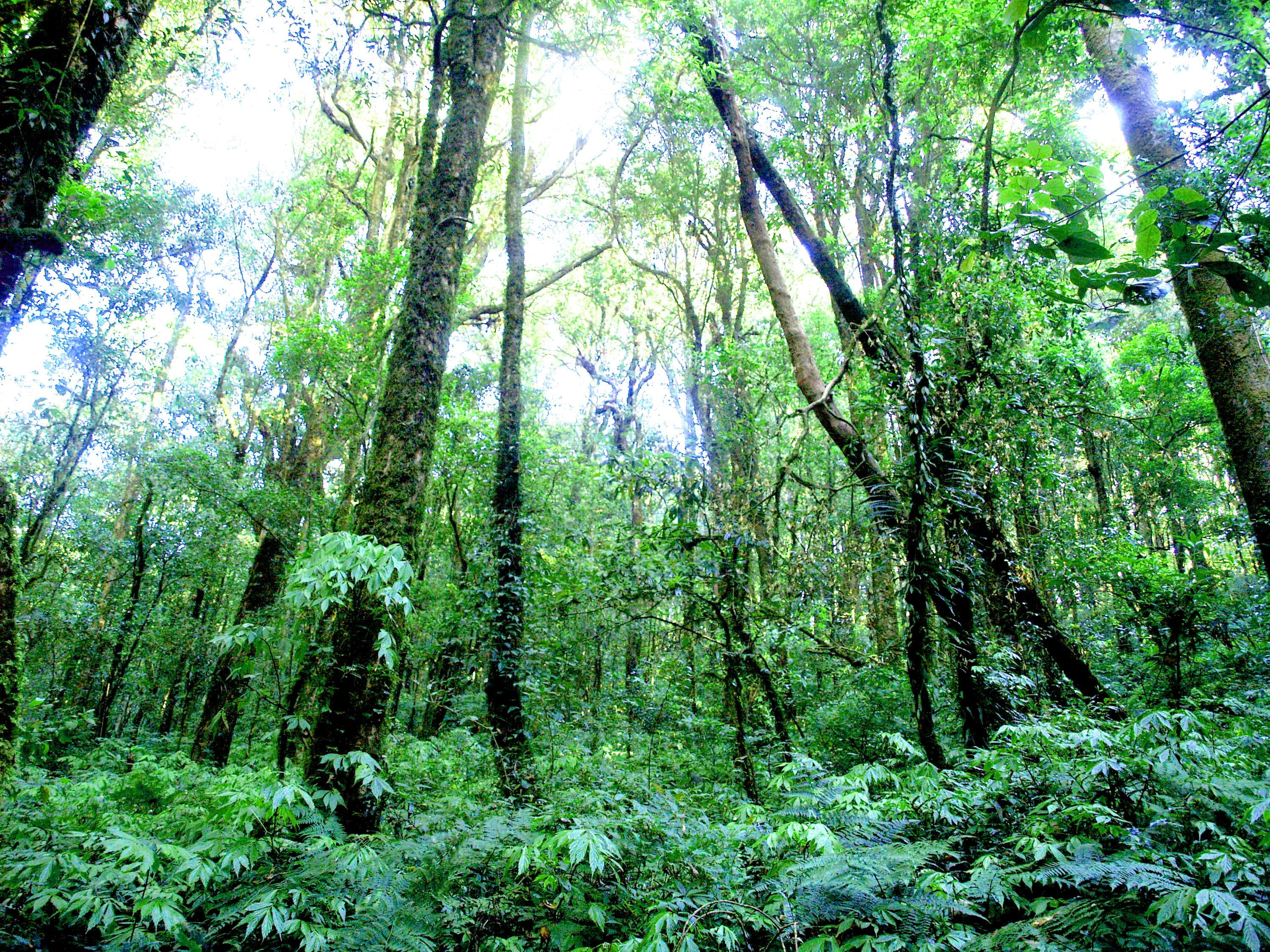 asia, beauty in nature, green color, plant, rainforest, non-urban scene, perspective, foliage, environment, trees, scenics - nature, low angle view, nature, HD Wallpaper