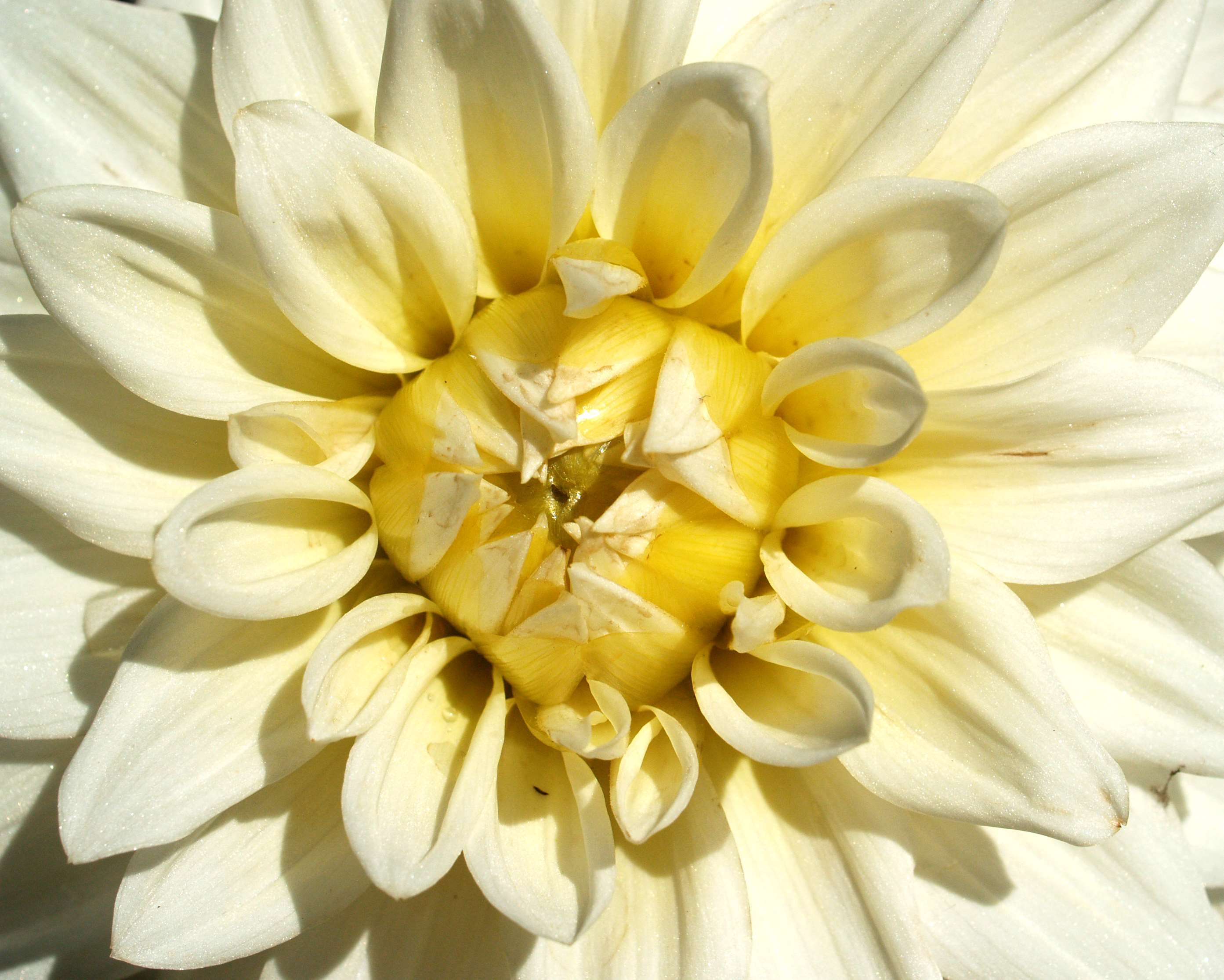 close-up, blooming, flower, flowering plant, nature, inflorescence, close up, full frame, bloom, 2K, flower head, freshness, springtime, white color, outdoors, HD Wallpaper