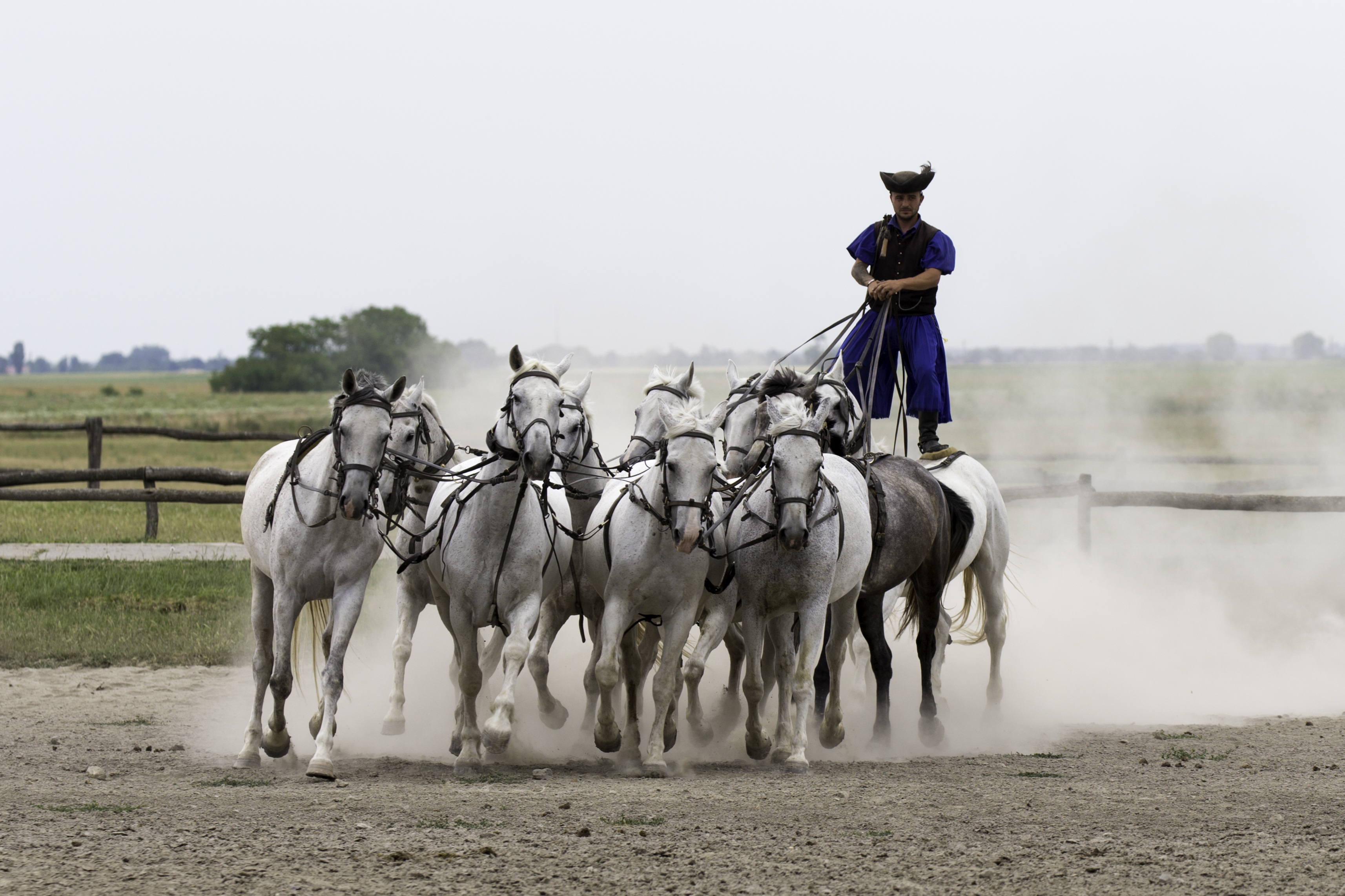 white, horse, herbivorous, animal themes, group of animals, 2K, collectively harnessed, full gallop, cultures, riding, puszta horse farm, equestrian demonstration, HD Wallpaper