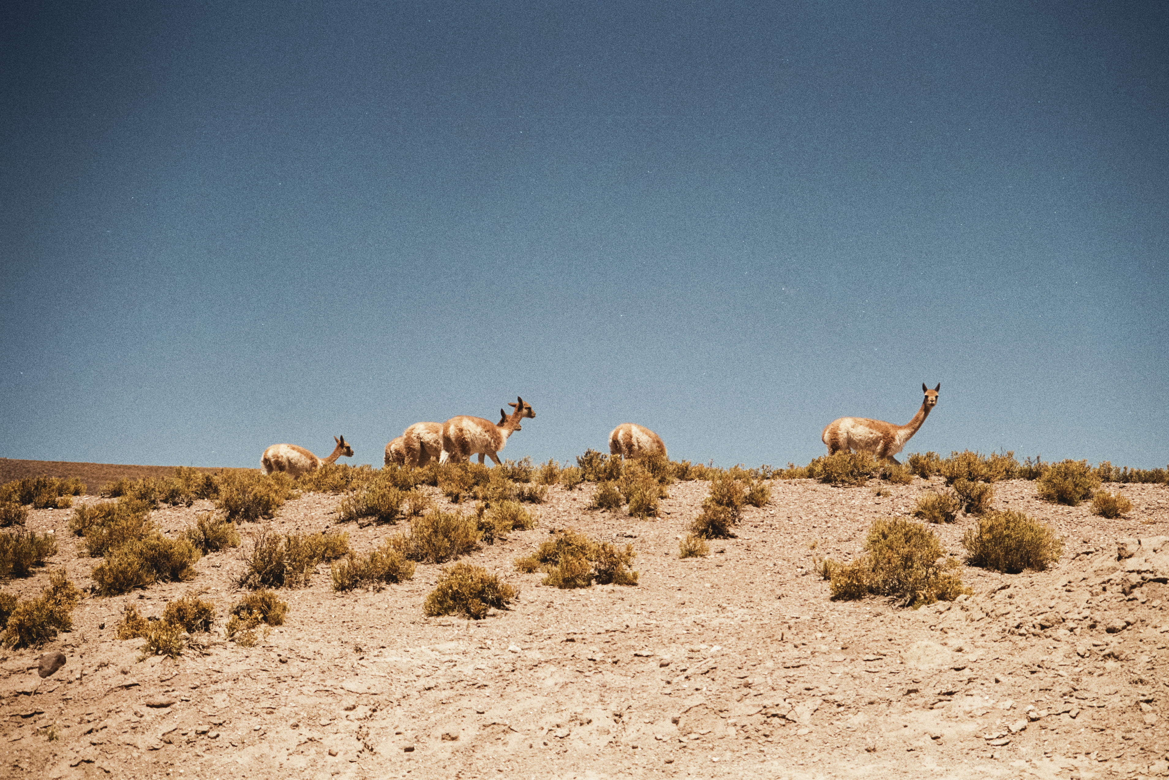 brown, blue, copy space, animals, legged, alpaca, mammal, medium group of animals, arid climate, walking, beige, wild, animal wildlife, animals in the wild, HD Wallpaper