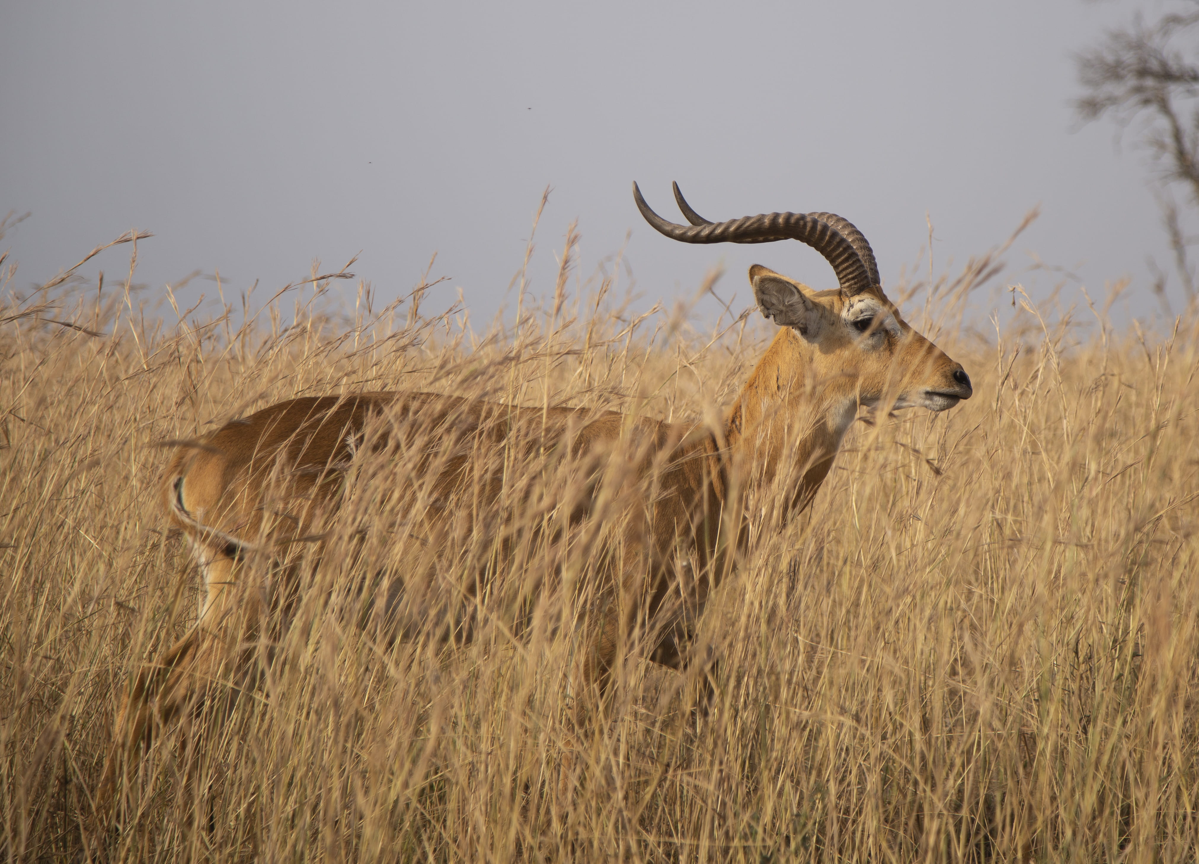 vertebrate, nature, animal, field, brown, land, no people, murchison falls national park, vegetation, day, mammal, savanna, 4K, outdoors, antelope, animal wildlife, HD Wallpaper