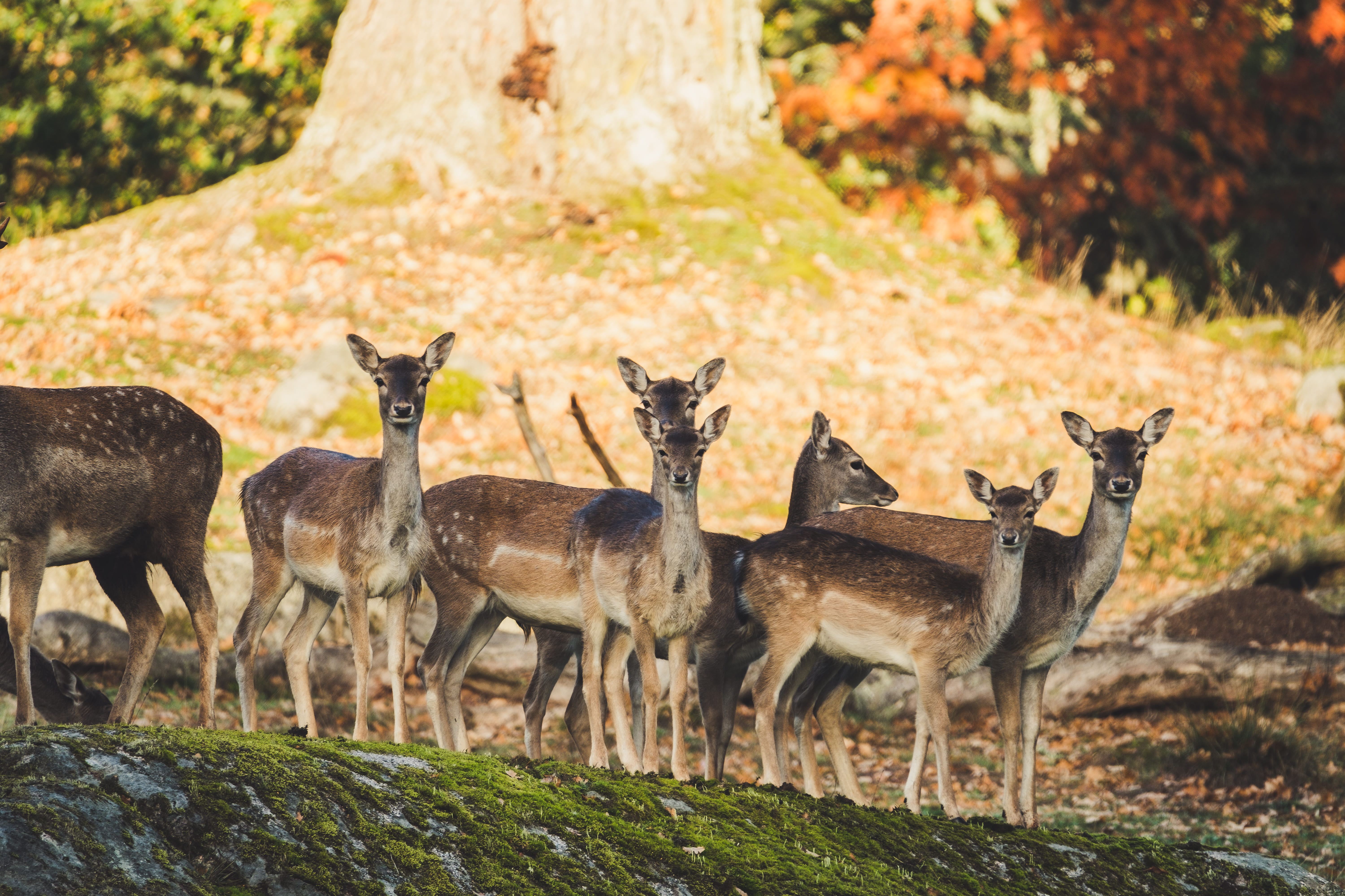 countryside, animals in the wild, antelope, grazing, ranch, plant, seven, farm, standing, outdoors, animal, nature, 5K, field, animal wildlife, autumn, HD Wallpaper